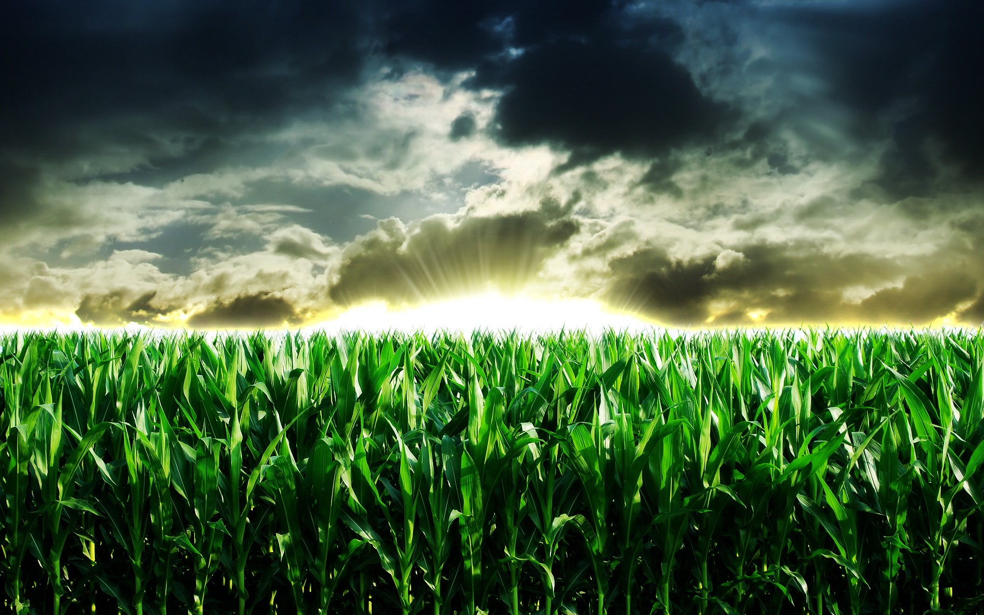 Corn Field Background