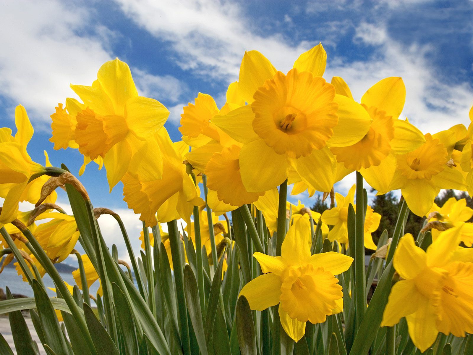 Daffodils Backgrounds