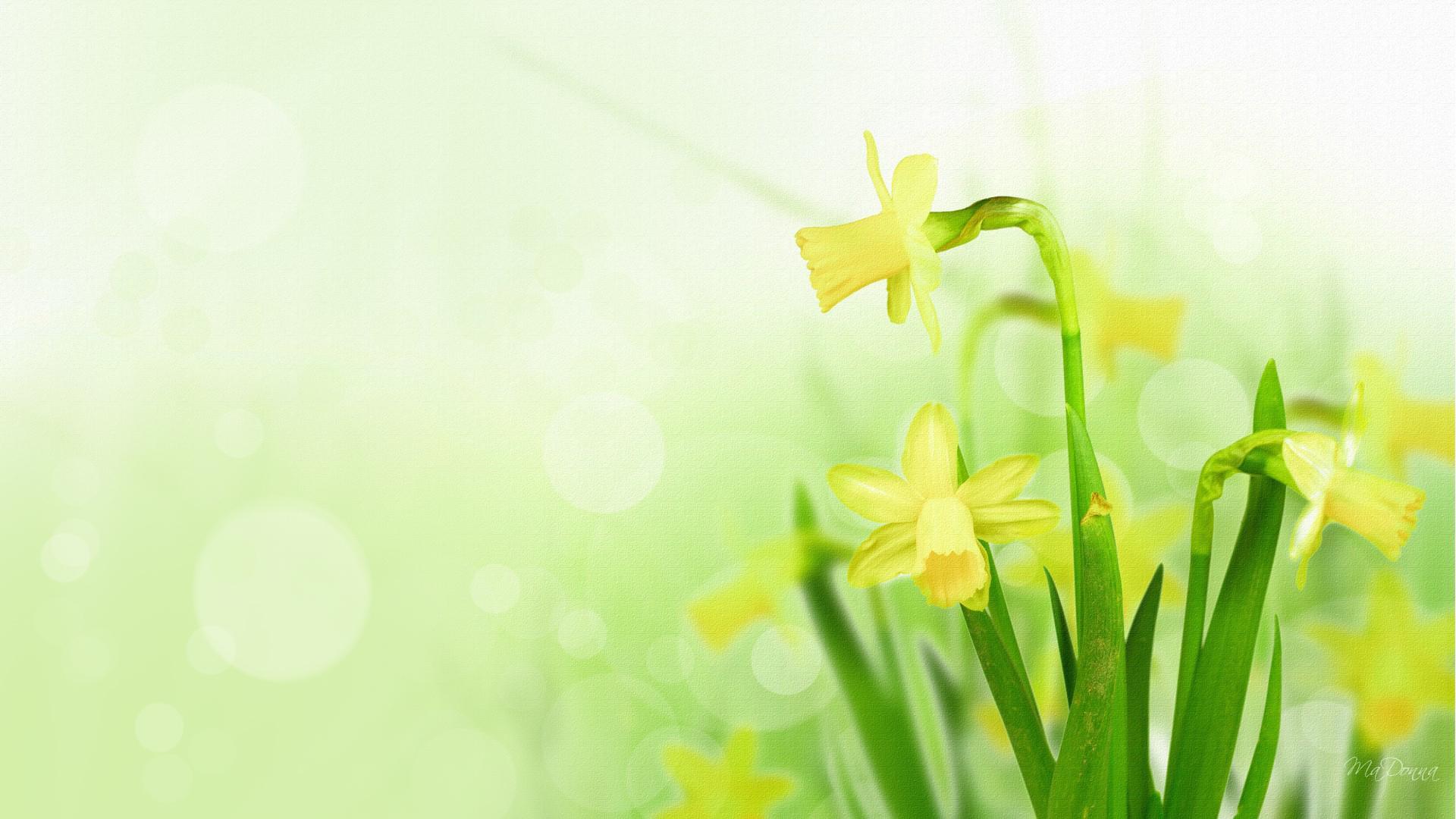 Daffodils Backgrounds