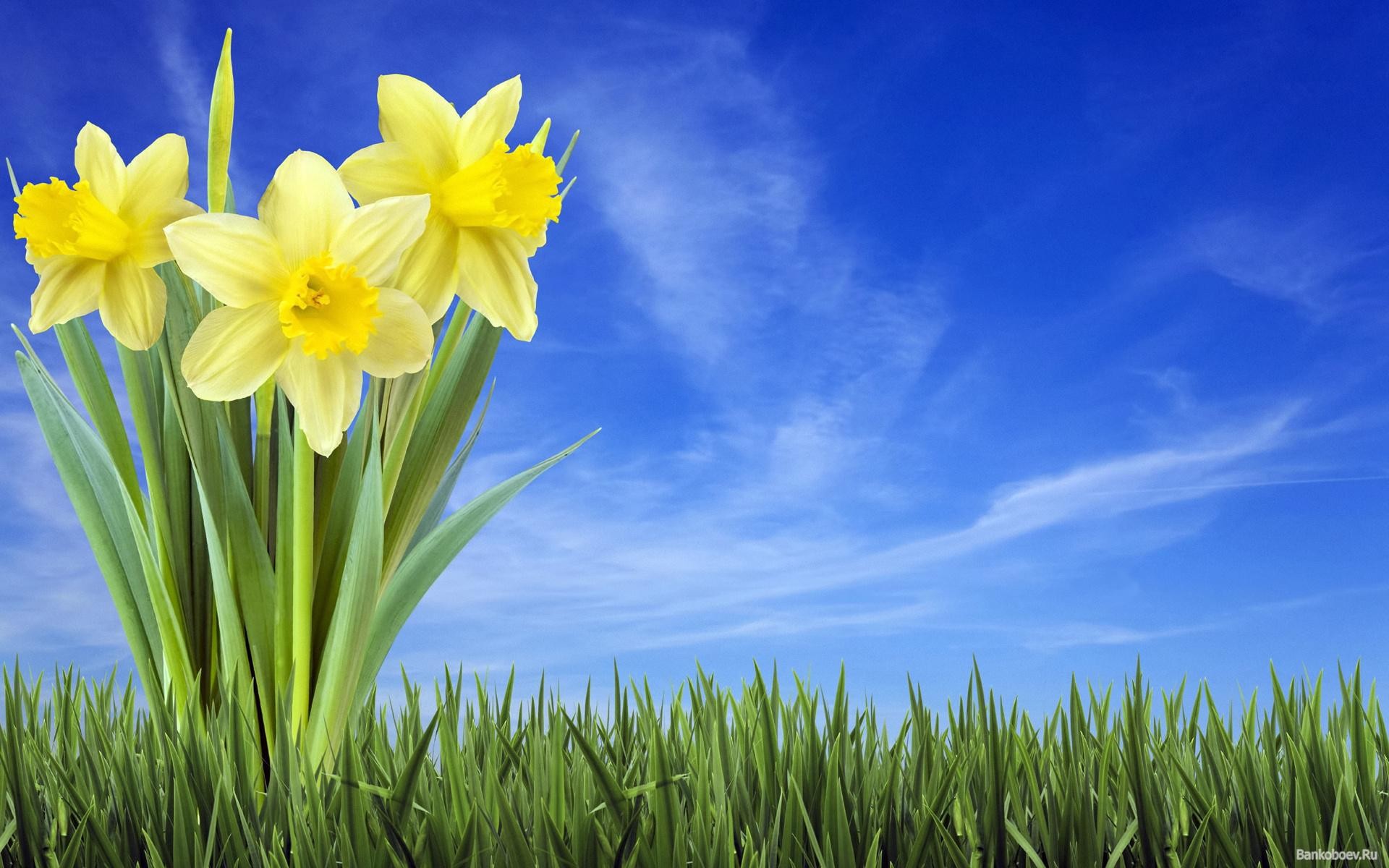 Daffodils Backgrounds