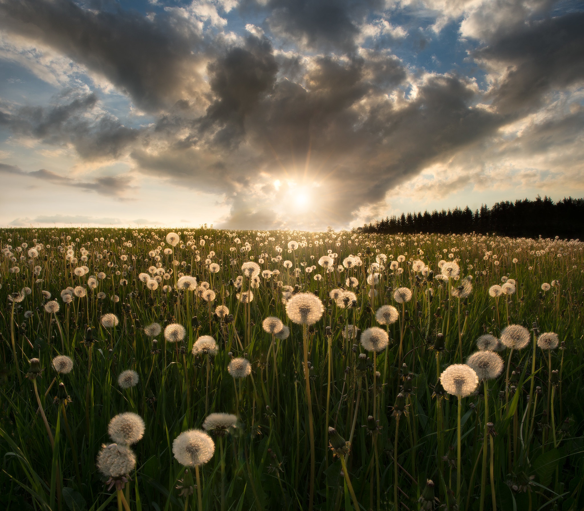 Dandelion Field Background