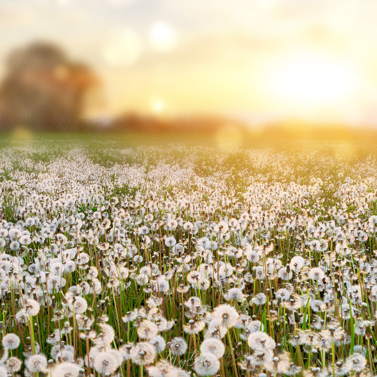 Dandelion Field Background