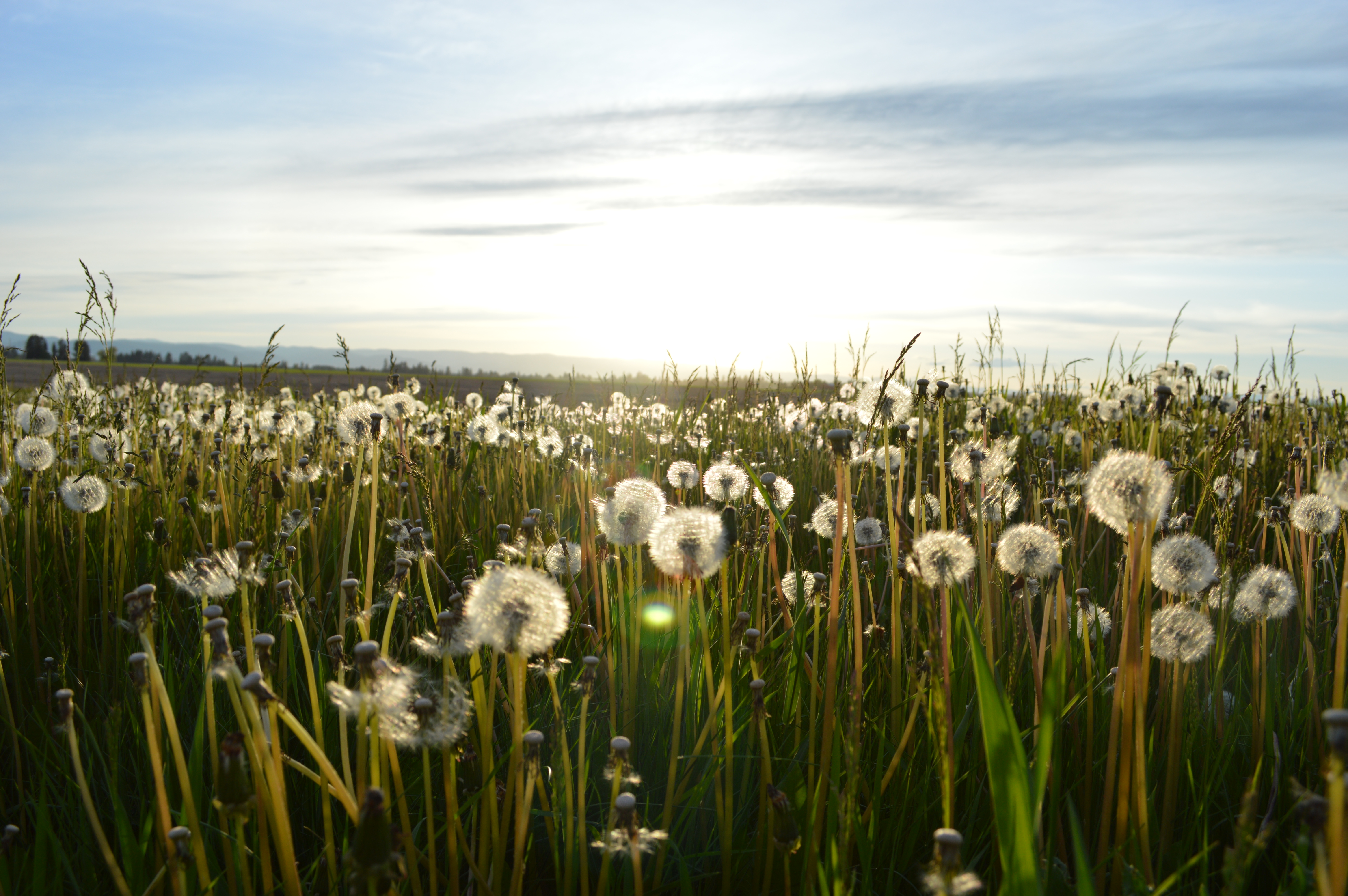 Dandelion Field Background