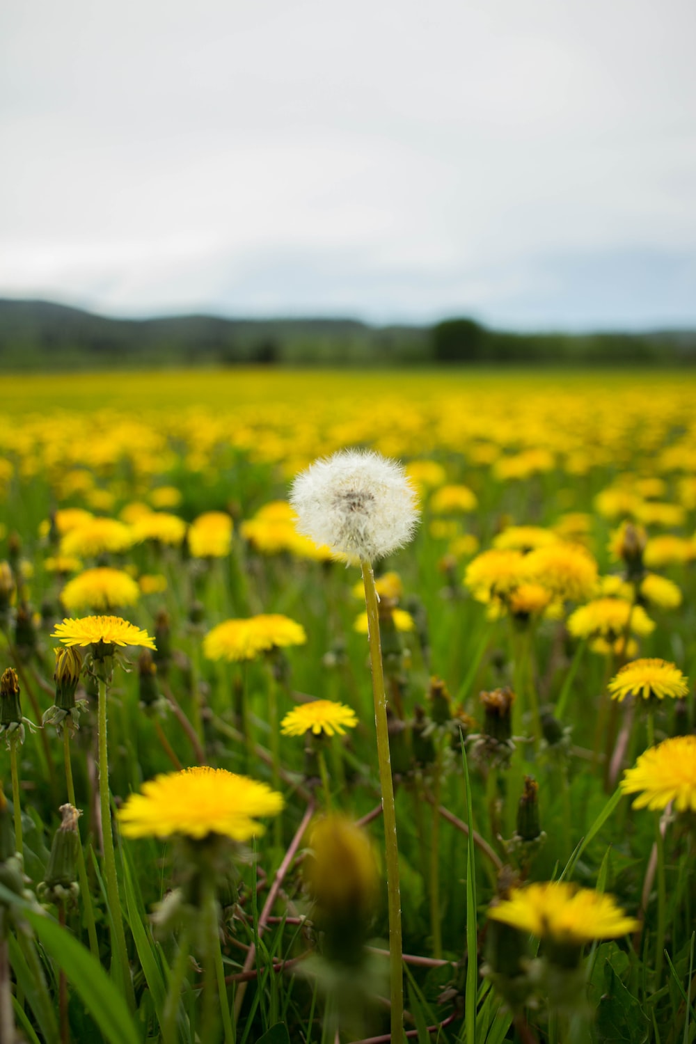 Dandelion Field Background