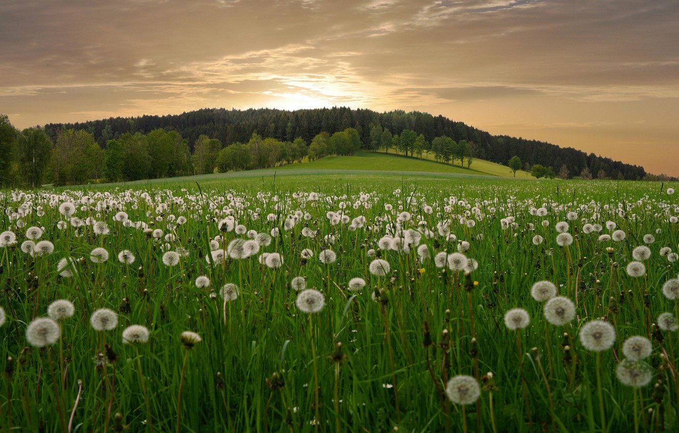 Dandelion Field Background