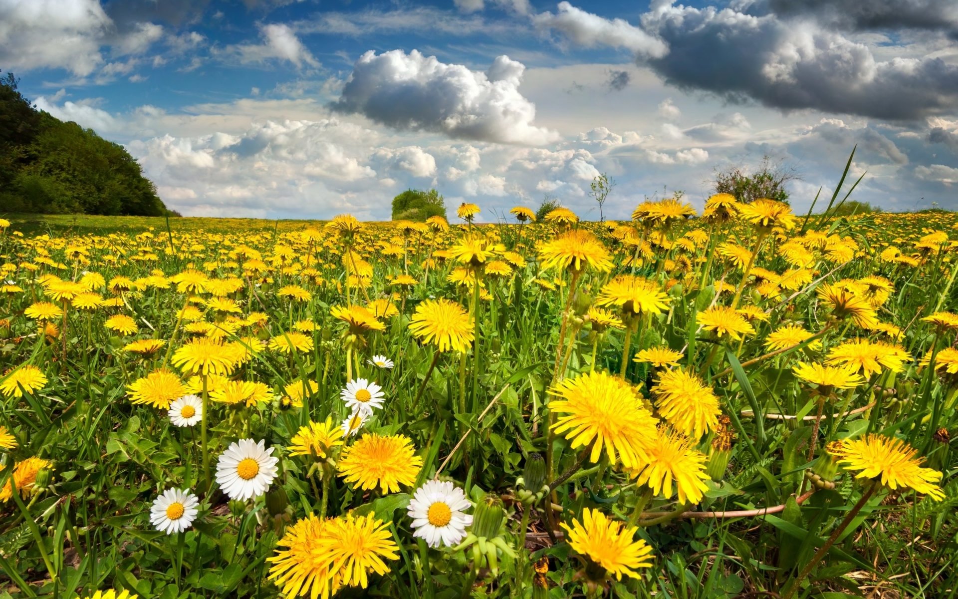 Dandelion Field Background