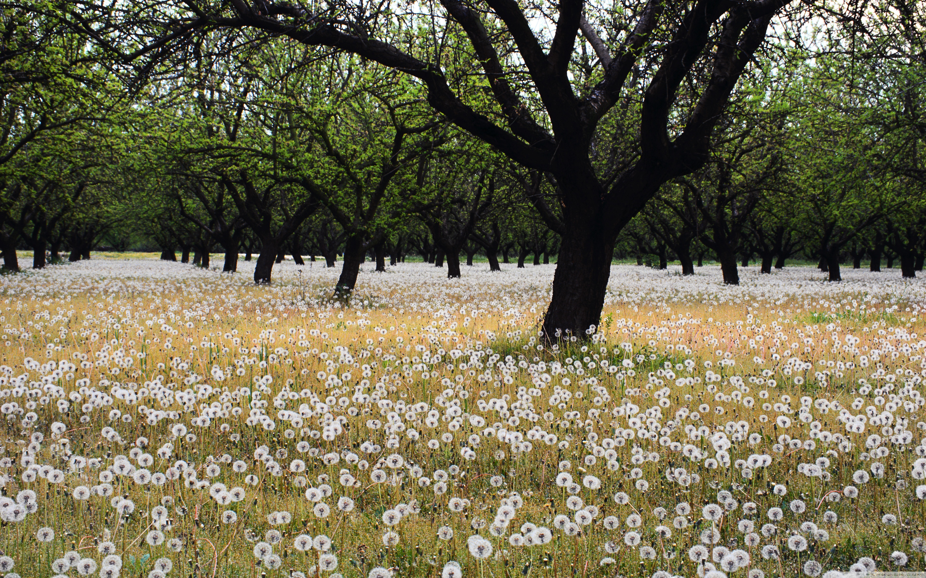 Dandelion Field Background