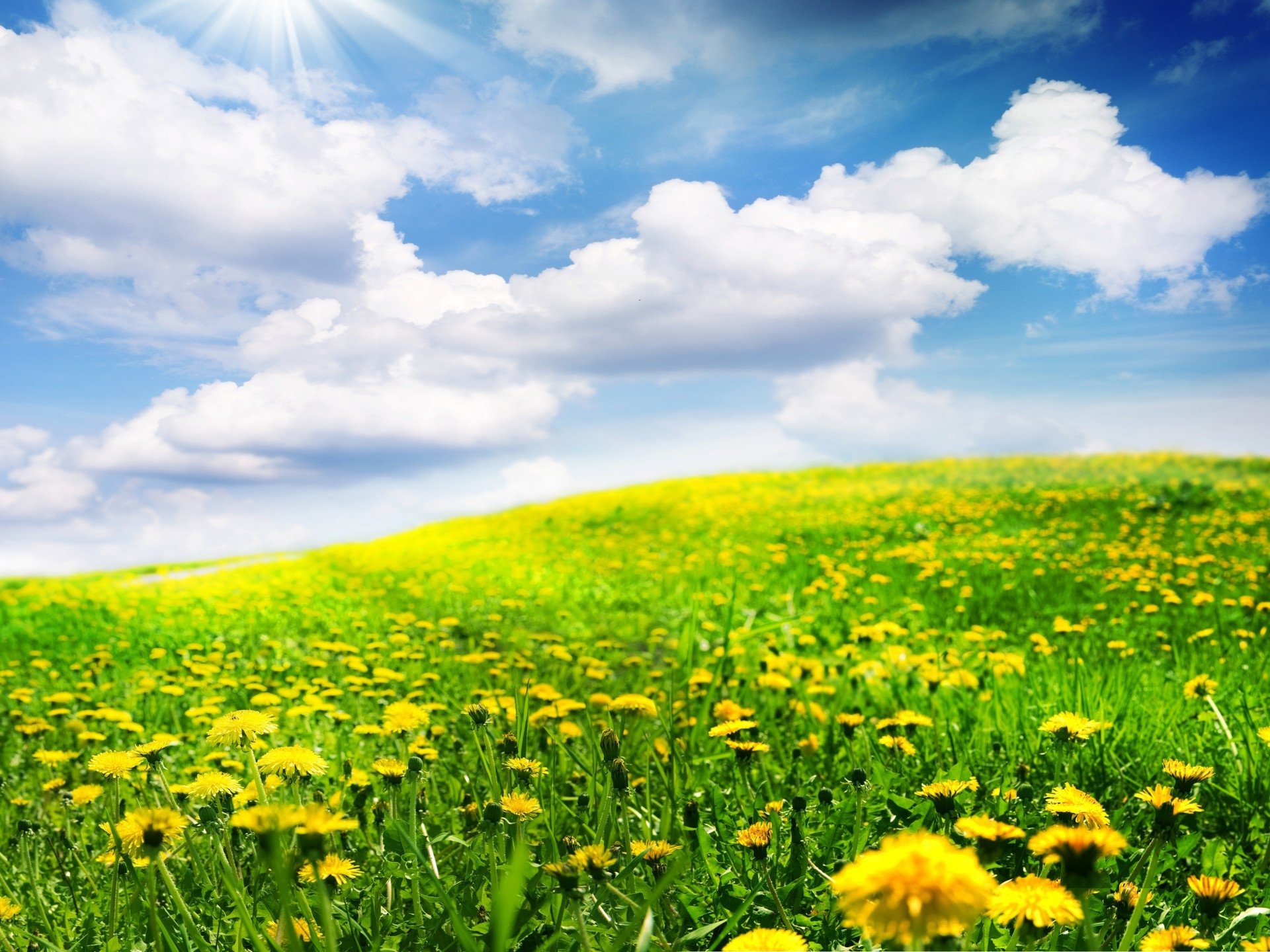 Dandelion Field Background