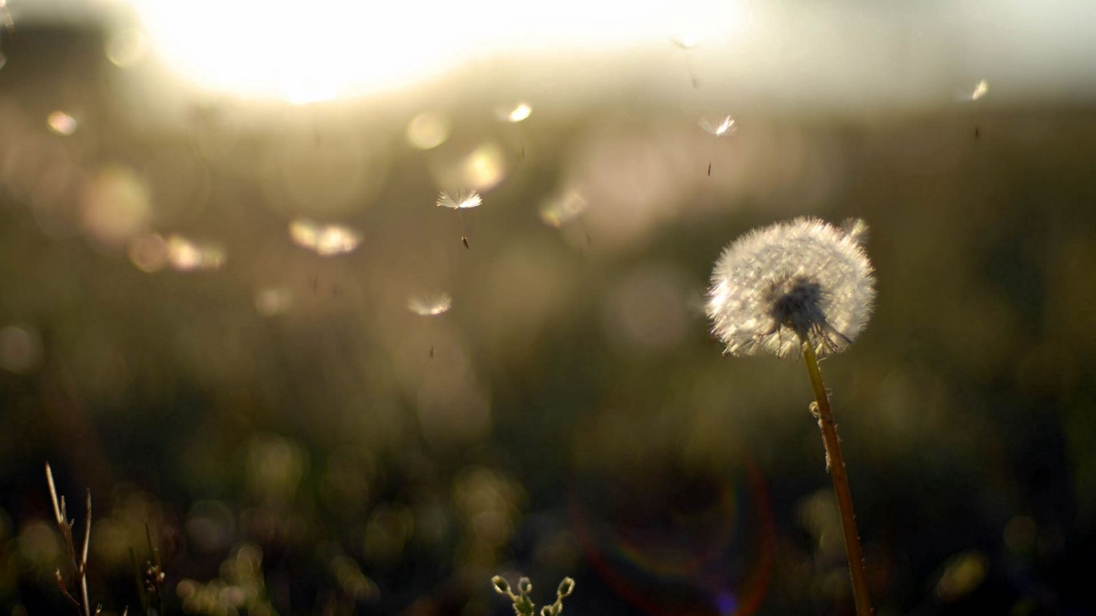 Dandelion Field Background