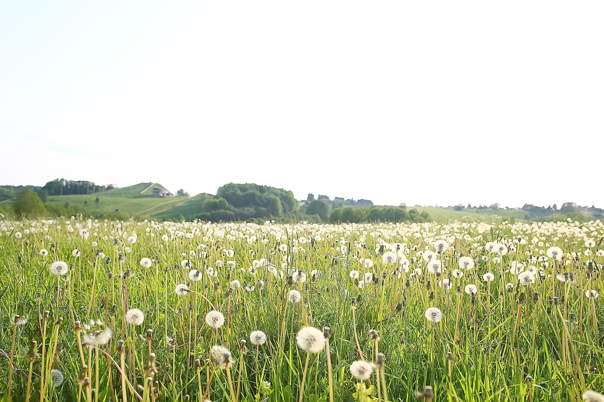 Dandelion Field Background