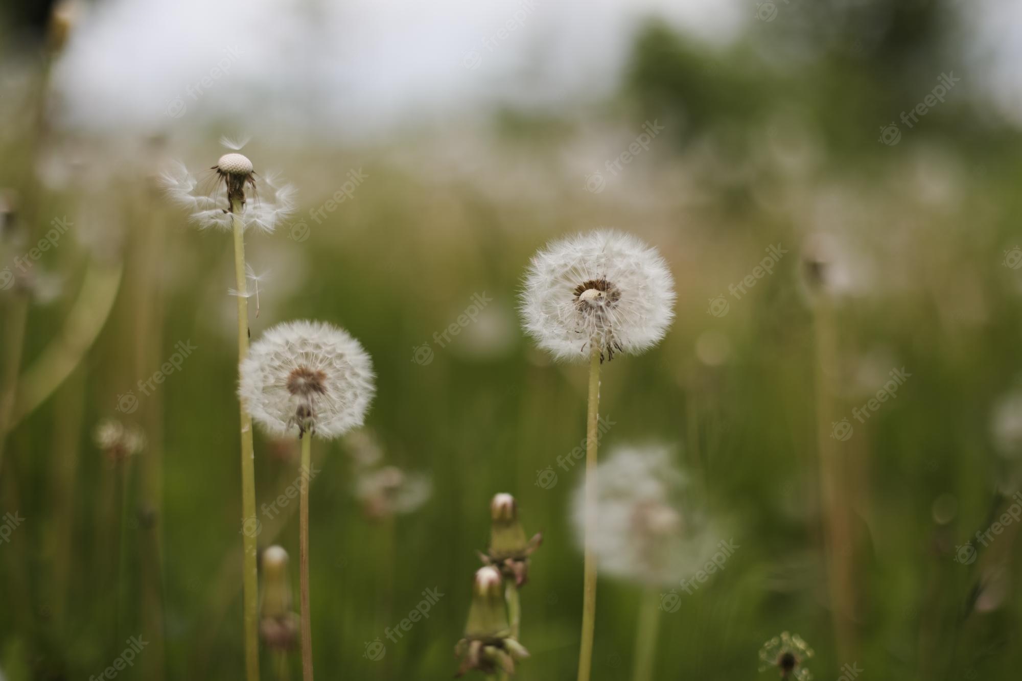 Dandelion Field Background