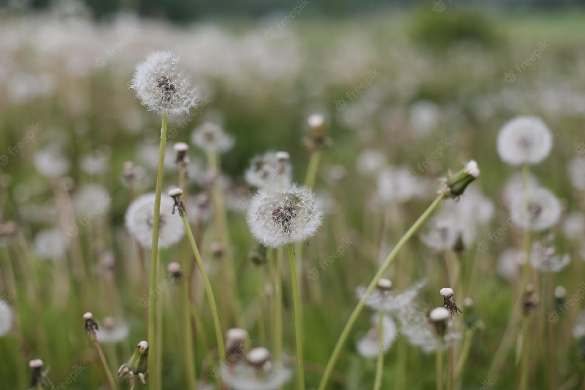 Dandelion Field Background