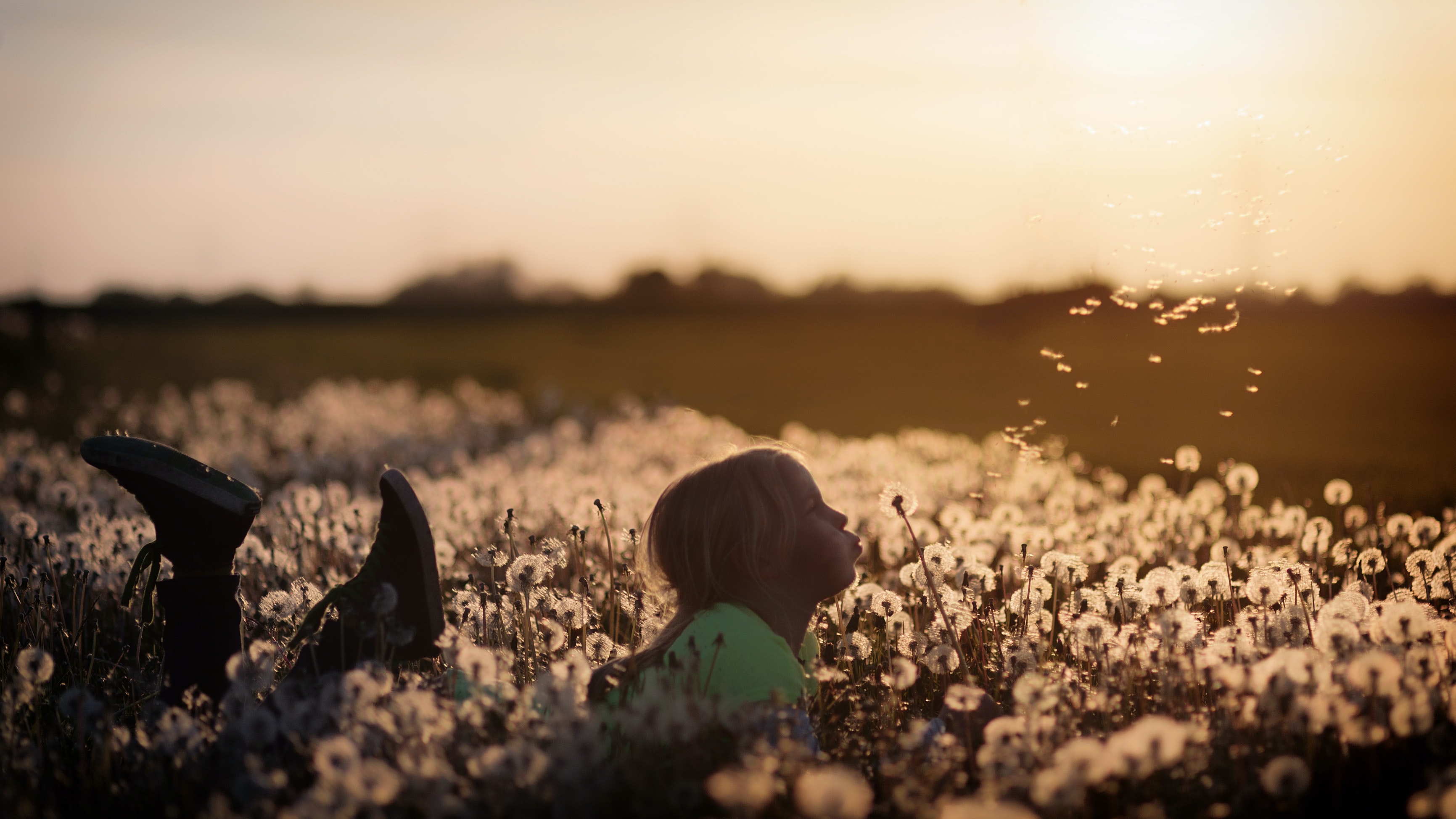 Dandelion Field Background