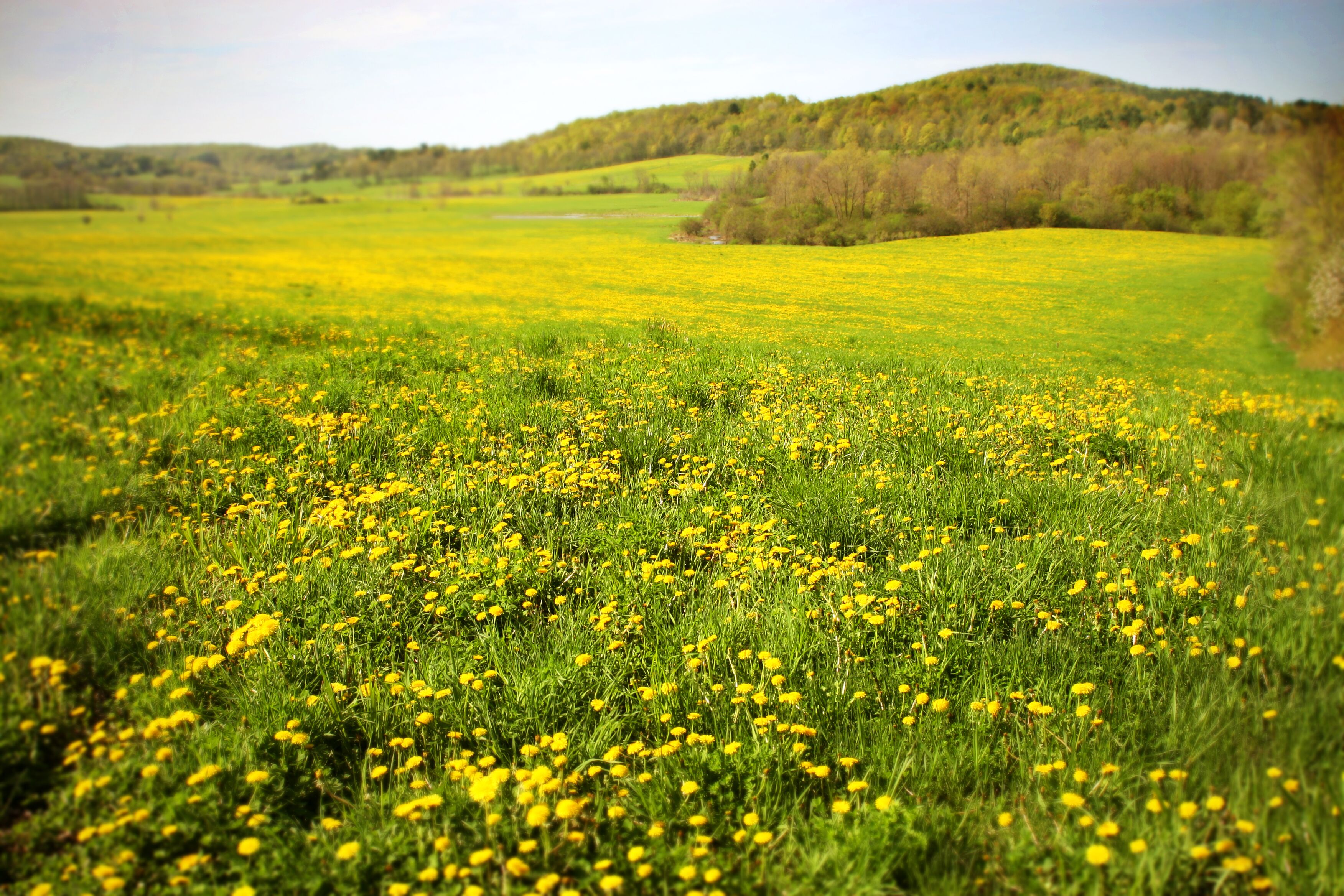 Dandelion Field Background