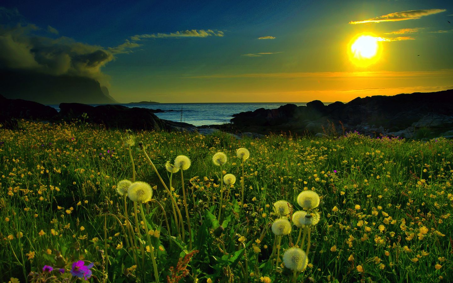 Dandelion Field Background