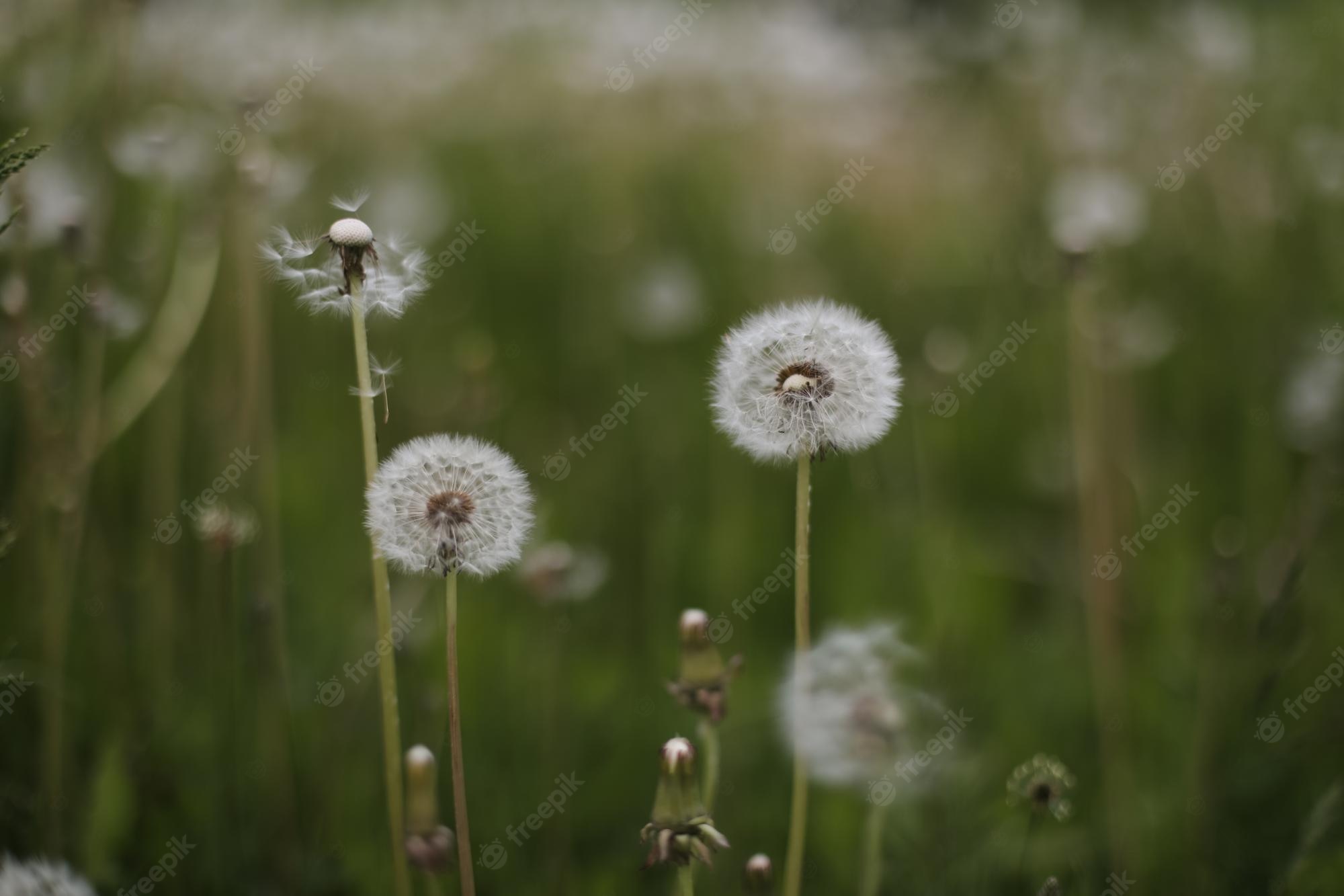 Dandelion Field Background