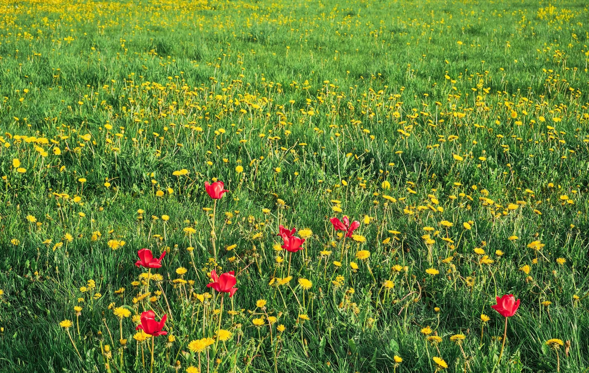 Dandelion Field Background