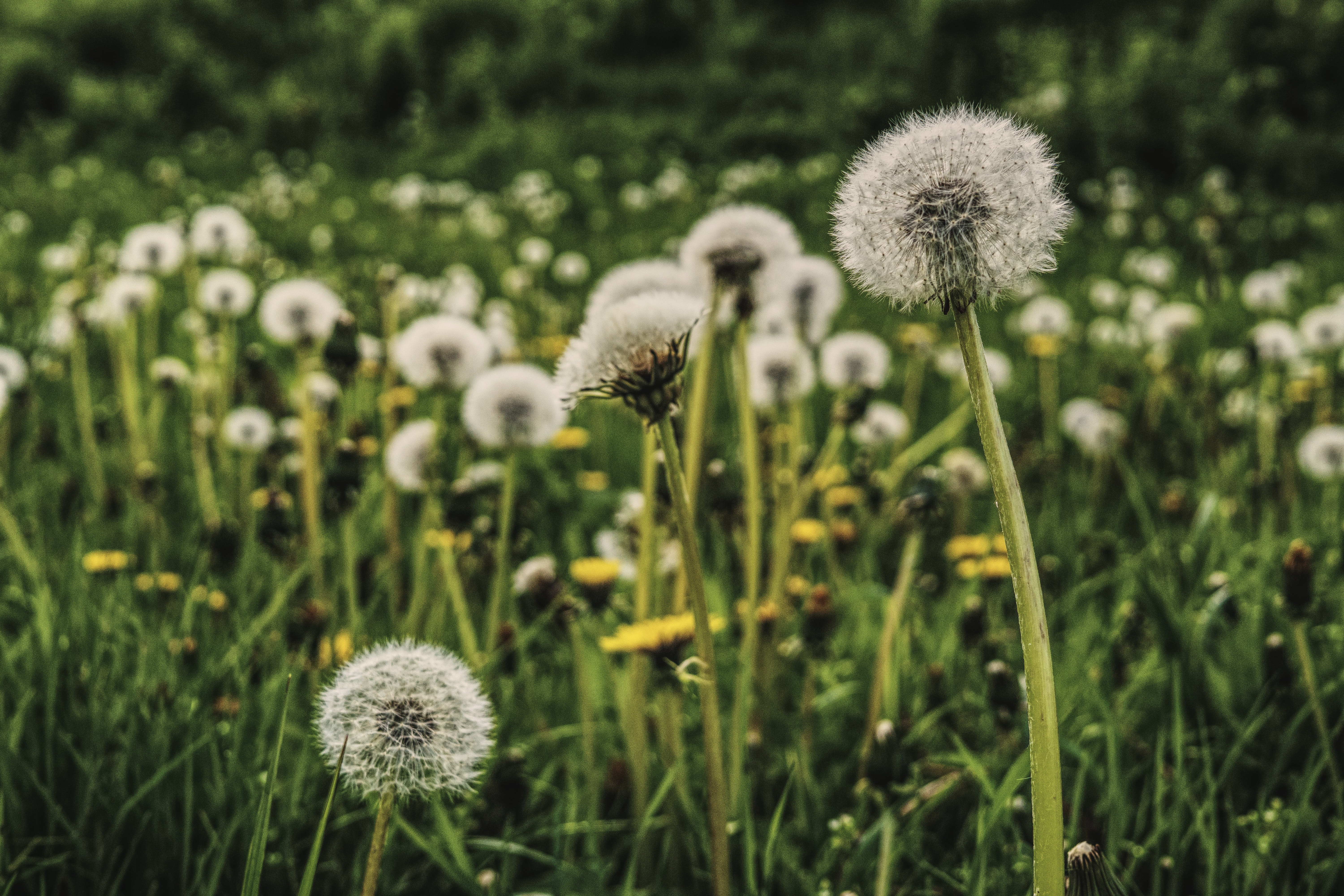 Dandelion Field Background