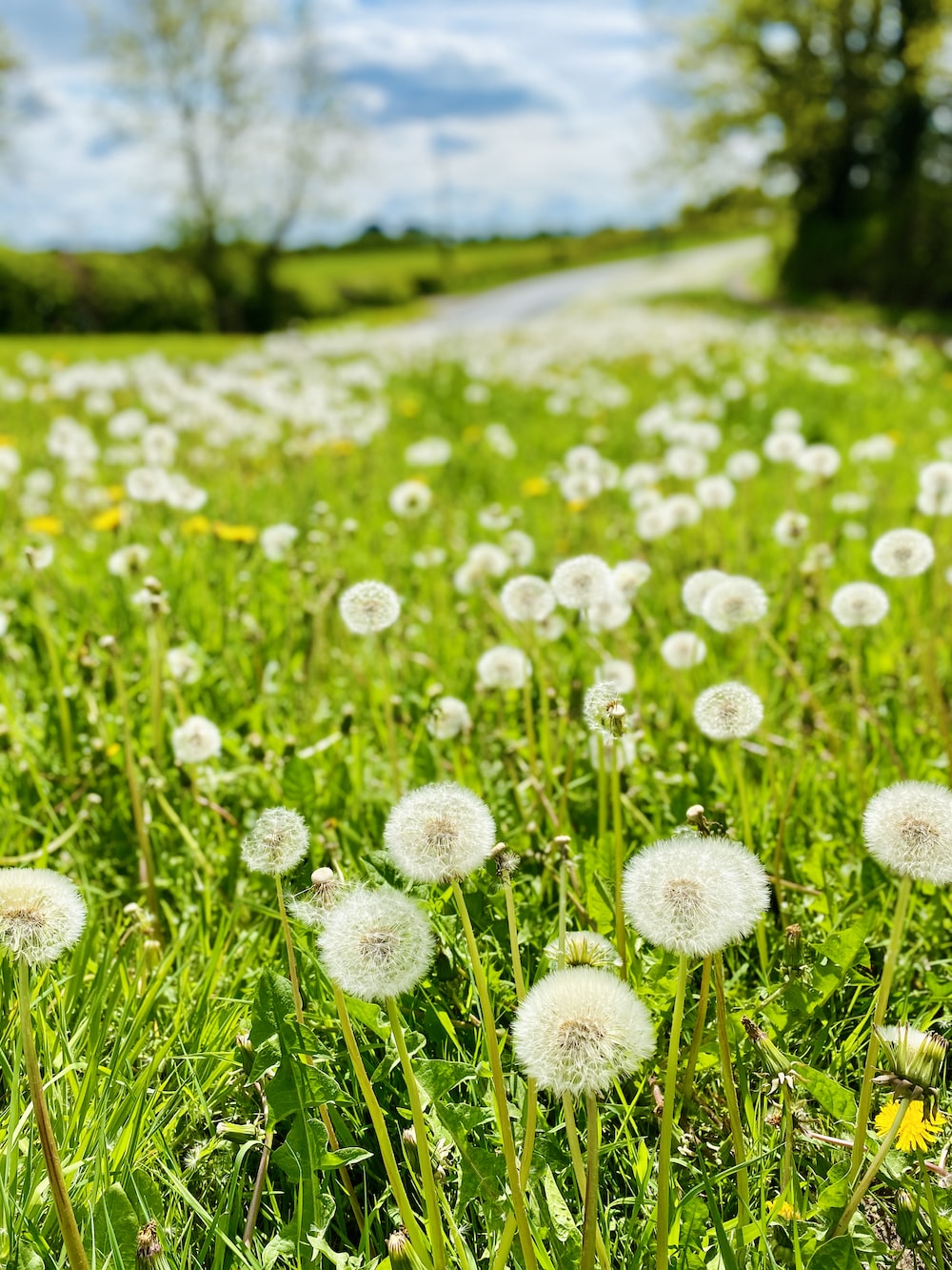 Dandelion Field Background