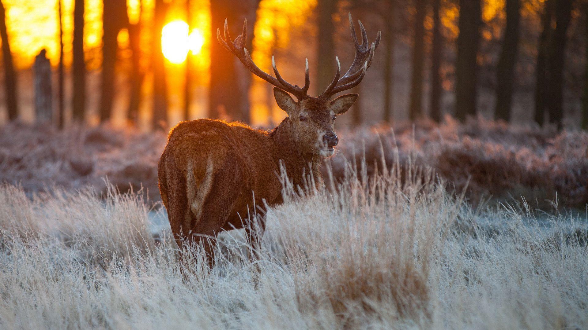 Deer Desktop Background