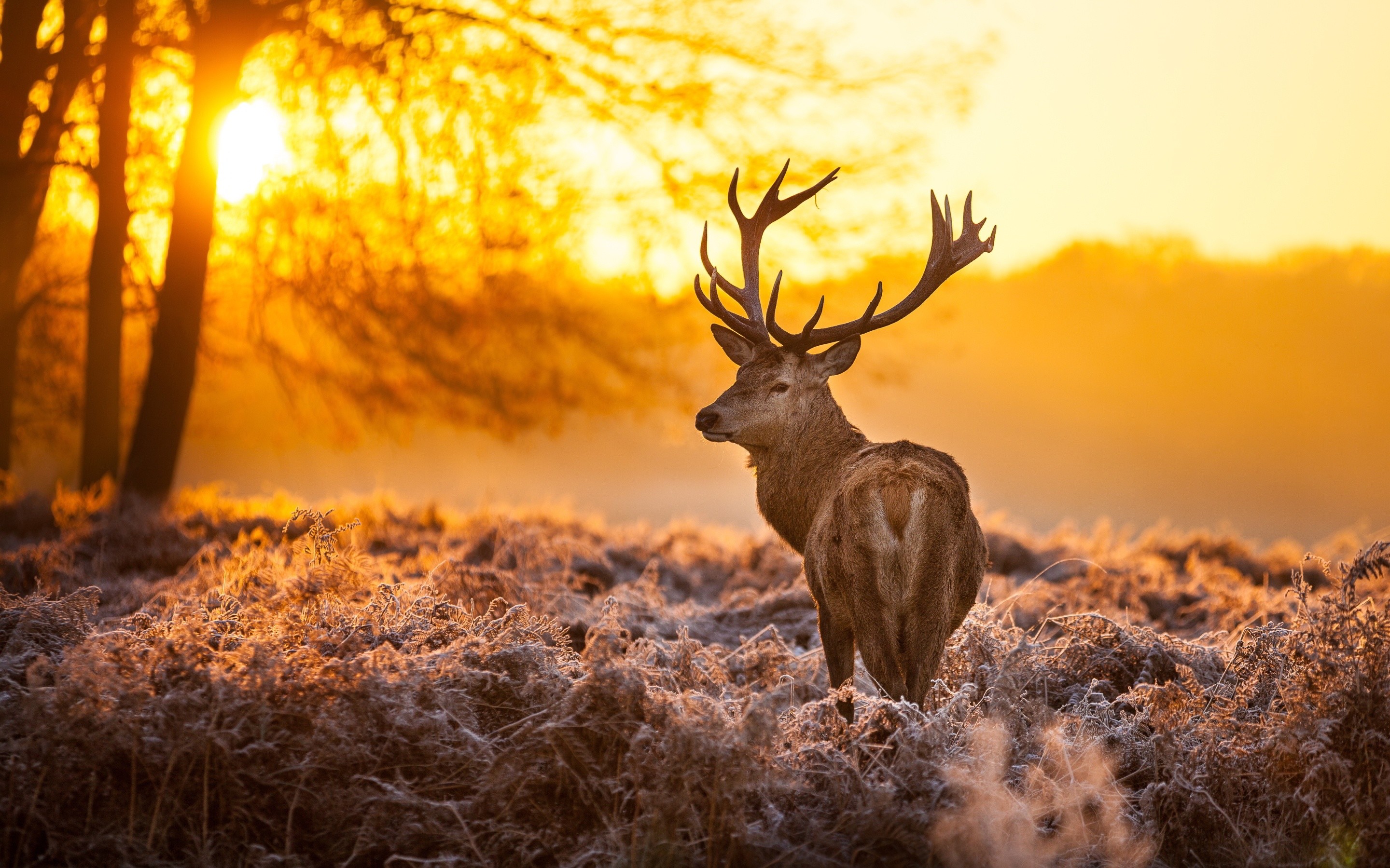 Deer Desktop Background