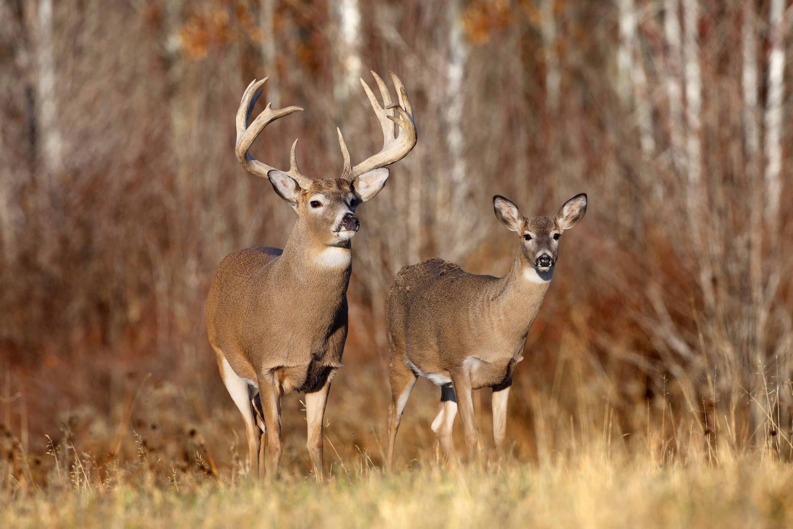 Deer Desktop Background