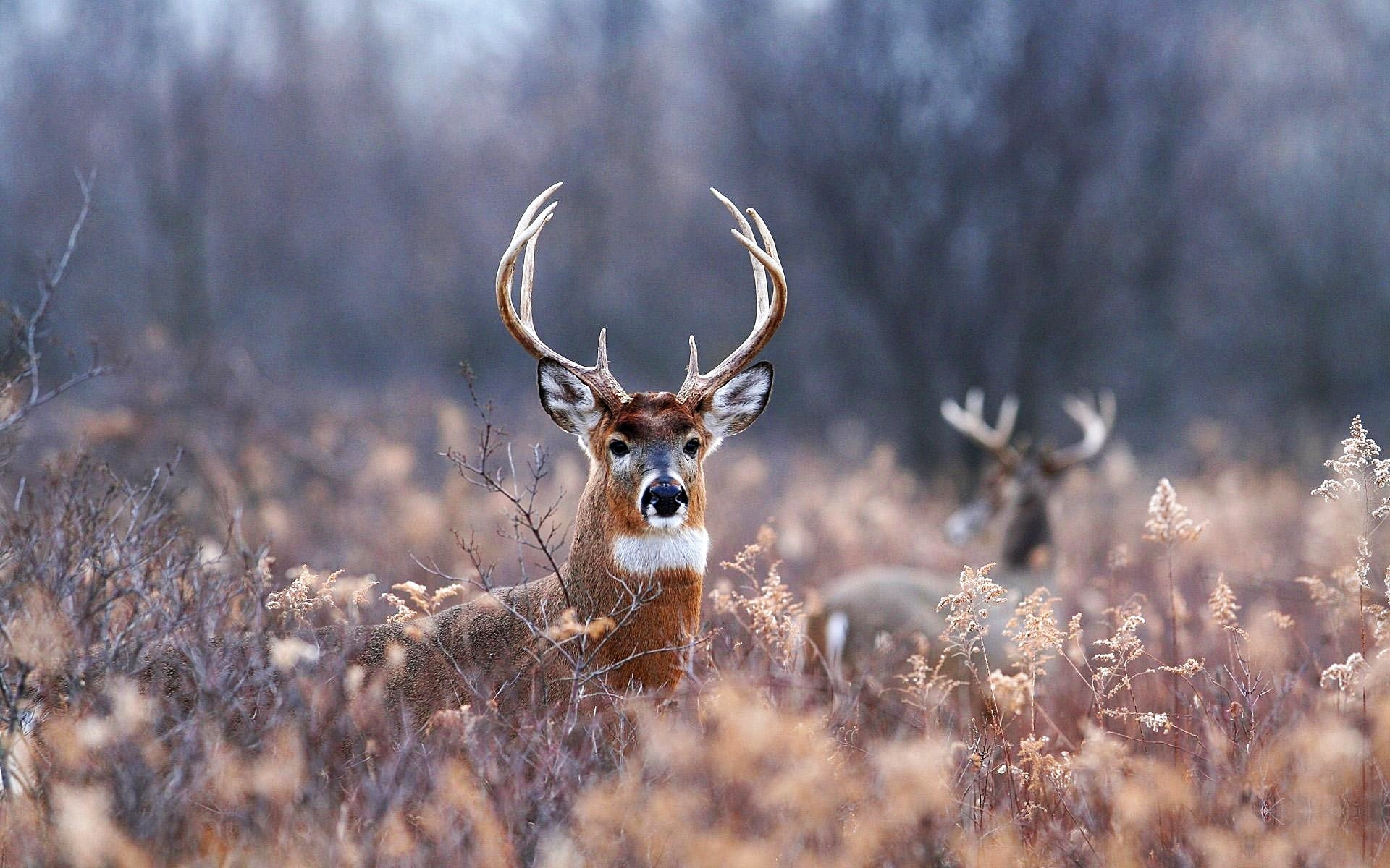 Deer Desktop Background