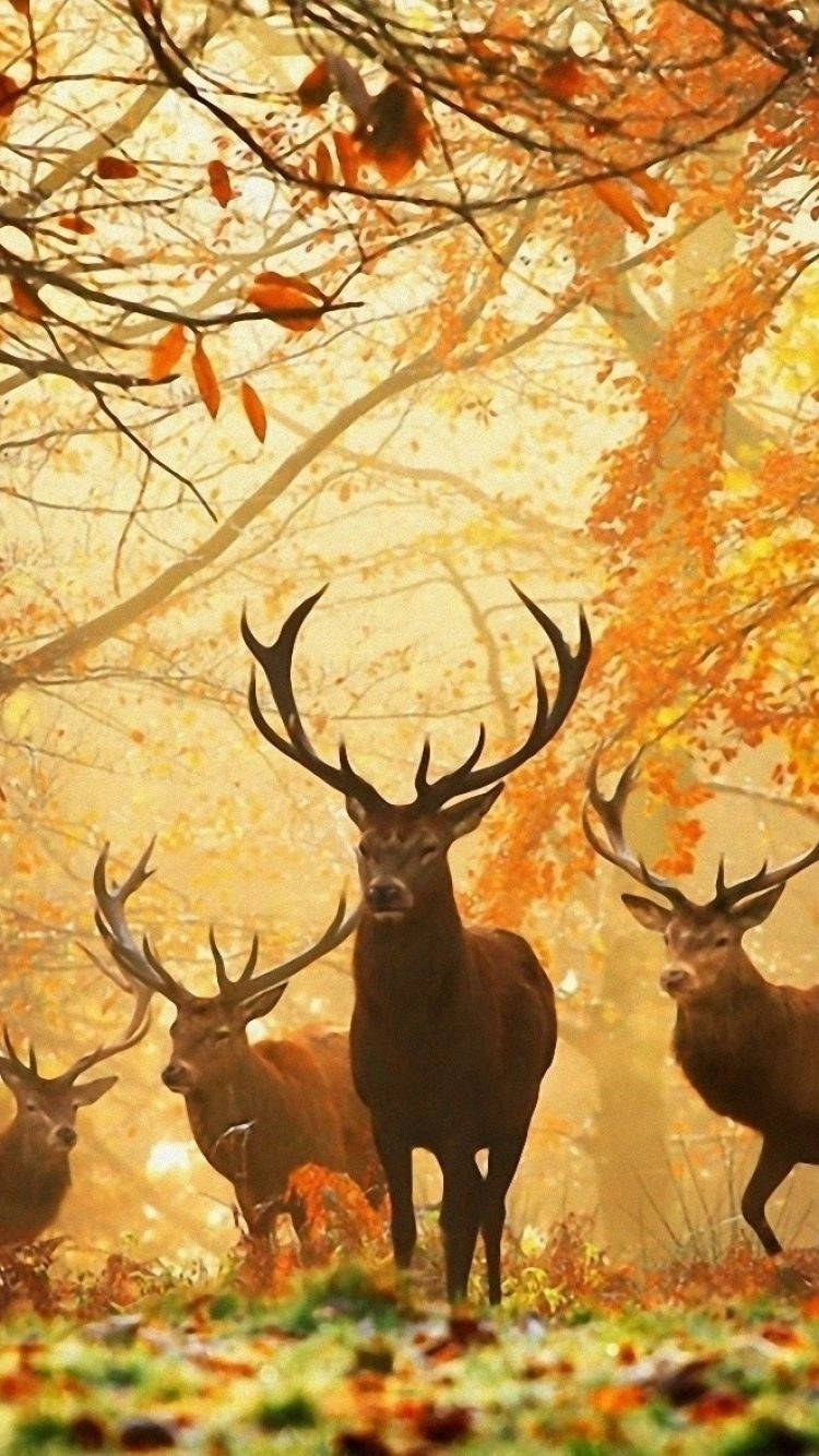 Deer Desktop Background