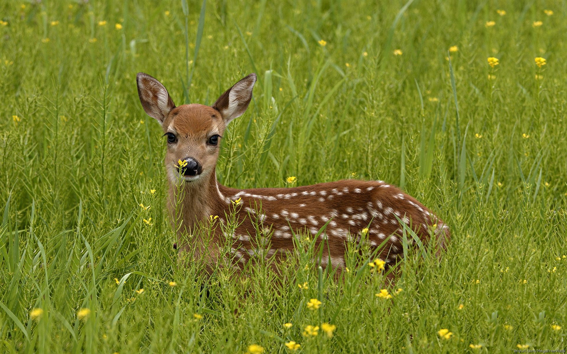 Deer Desktop Background