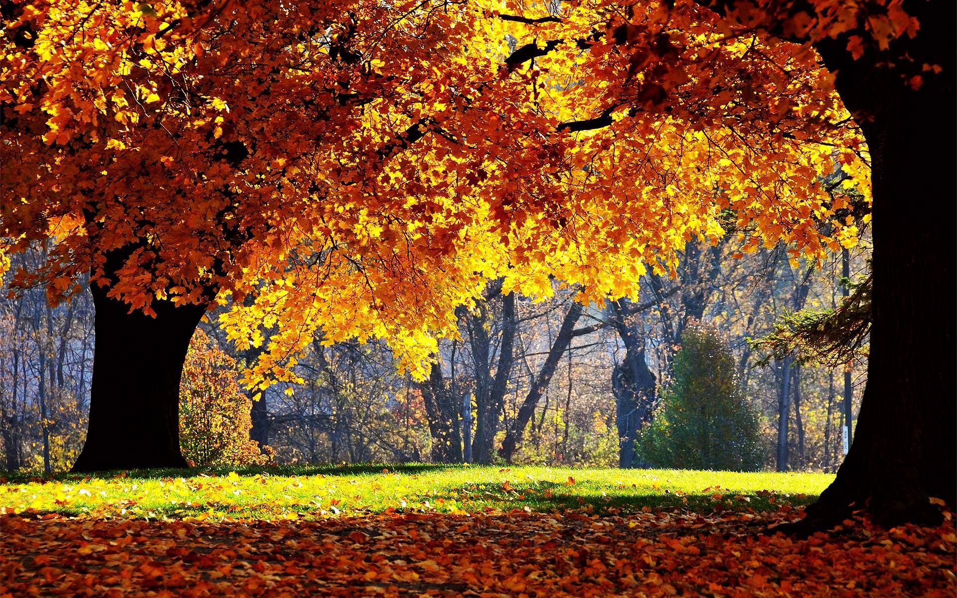 Fall Computer Backgrounds