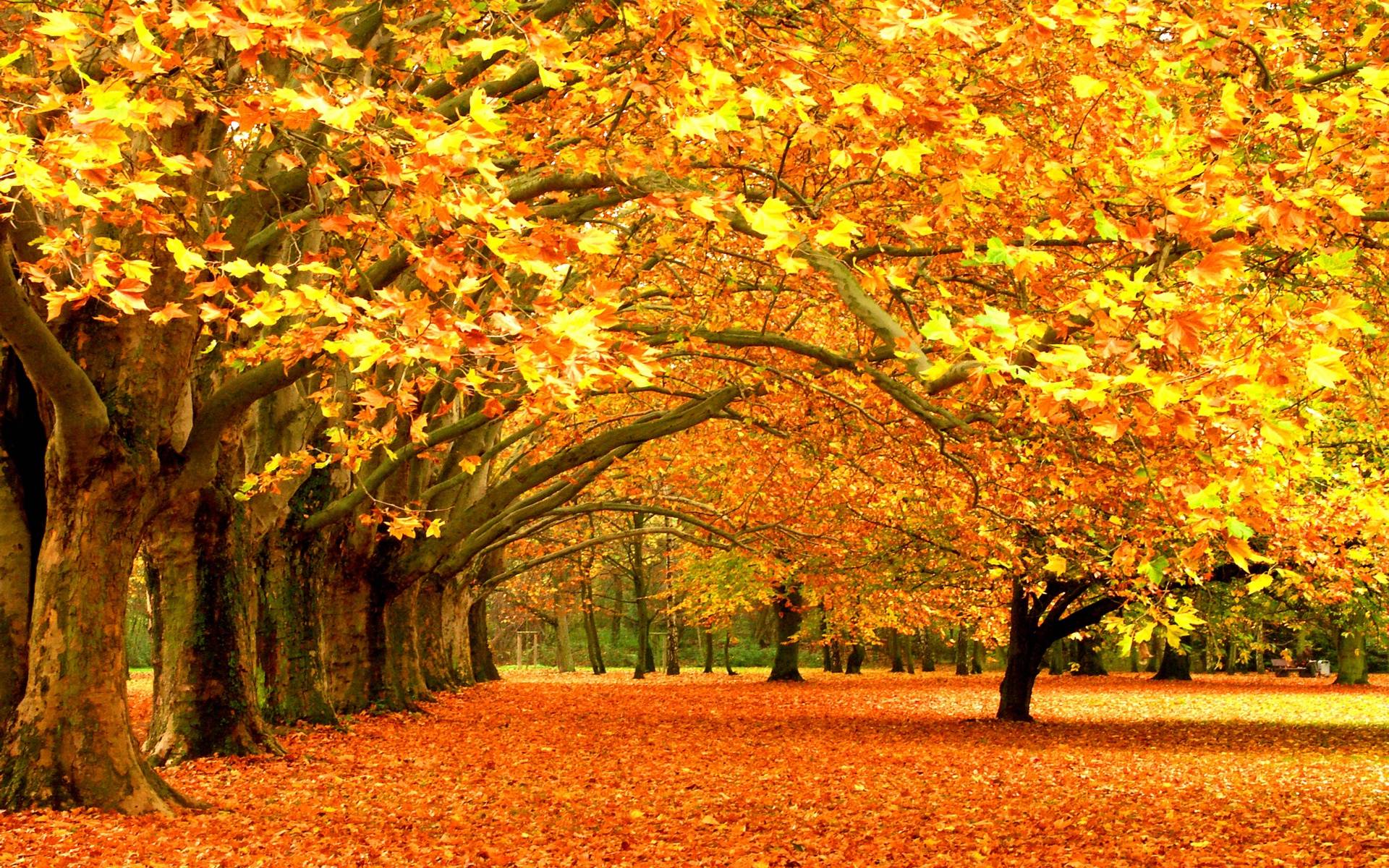 Fall Computer Backgrounds