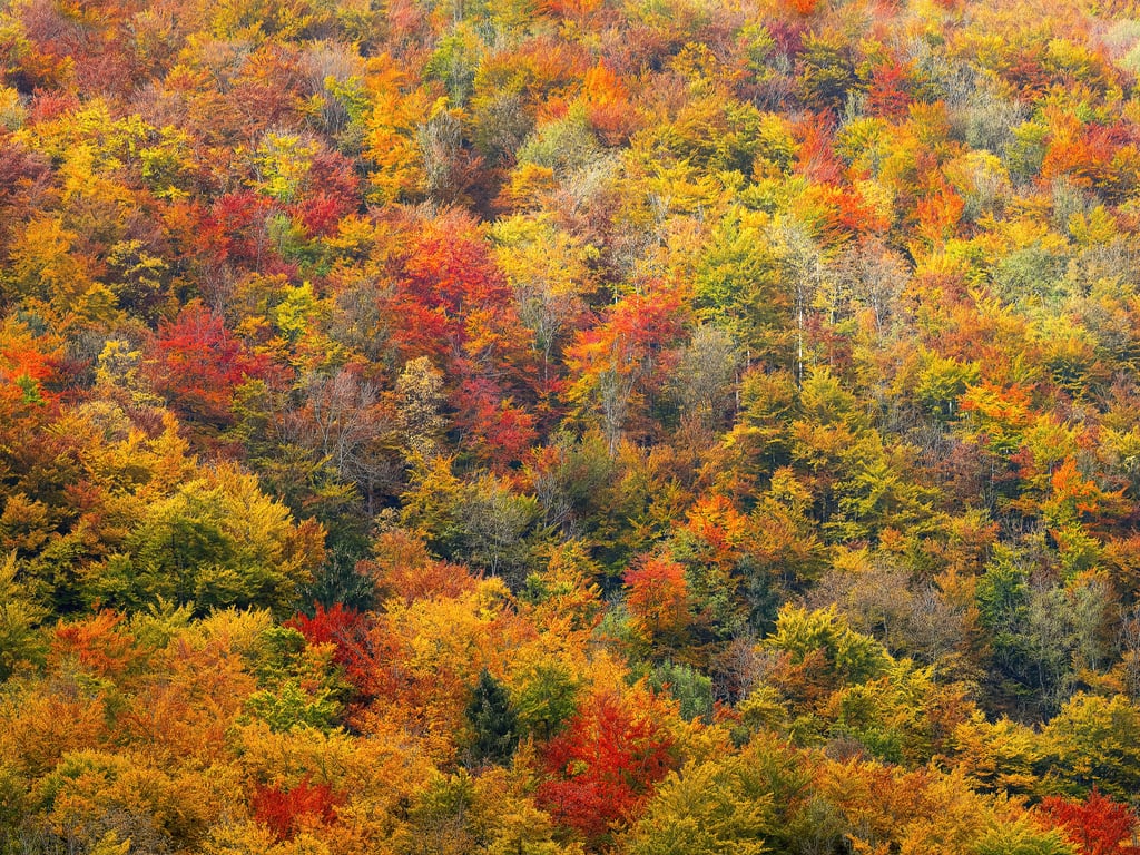 Fall Computer Backgrounds