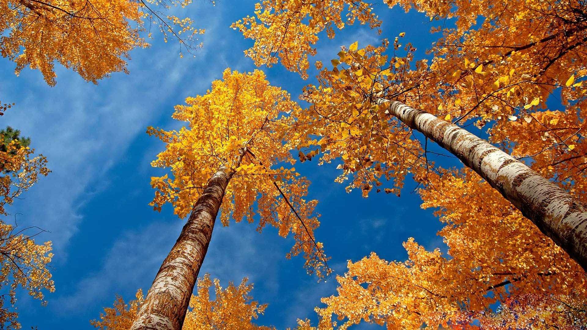 Fall Computer Backgrounds