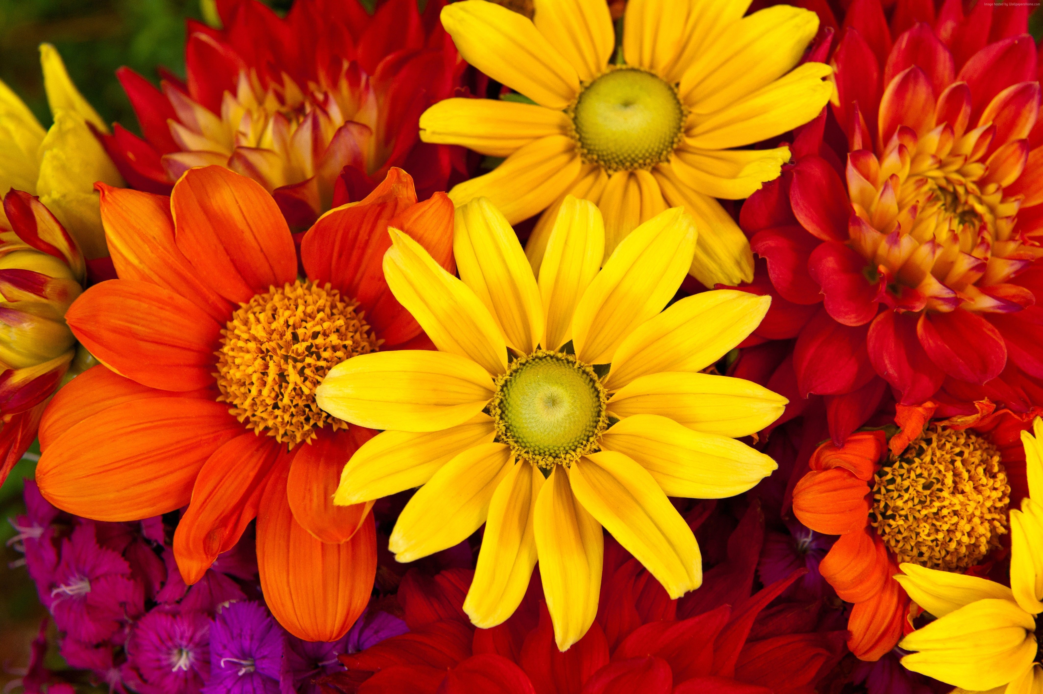 Fall Flowers Desktop Backgrounds