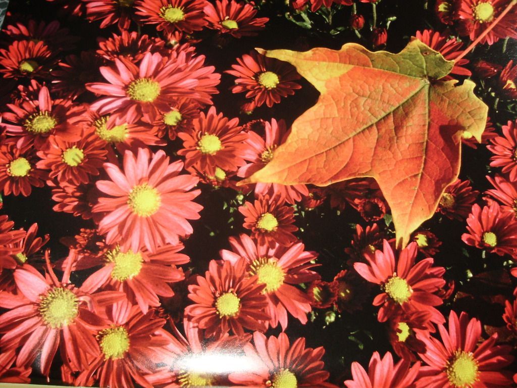 Fall Flowers Desktop Backgrounds