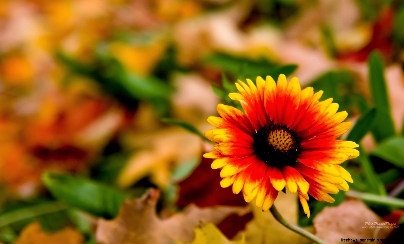 Fall Flowers Desktop Backgrounds