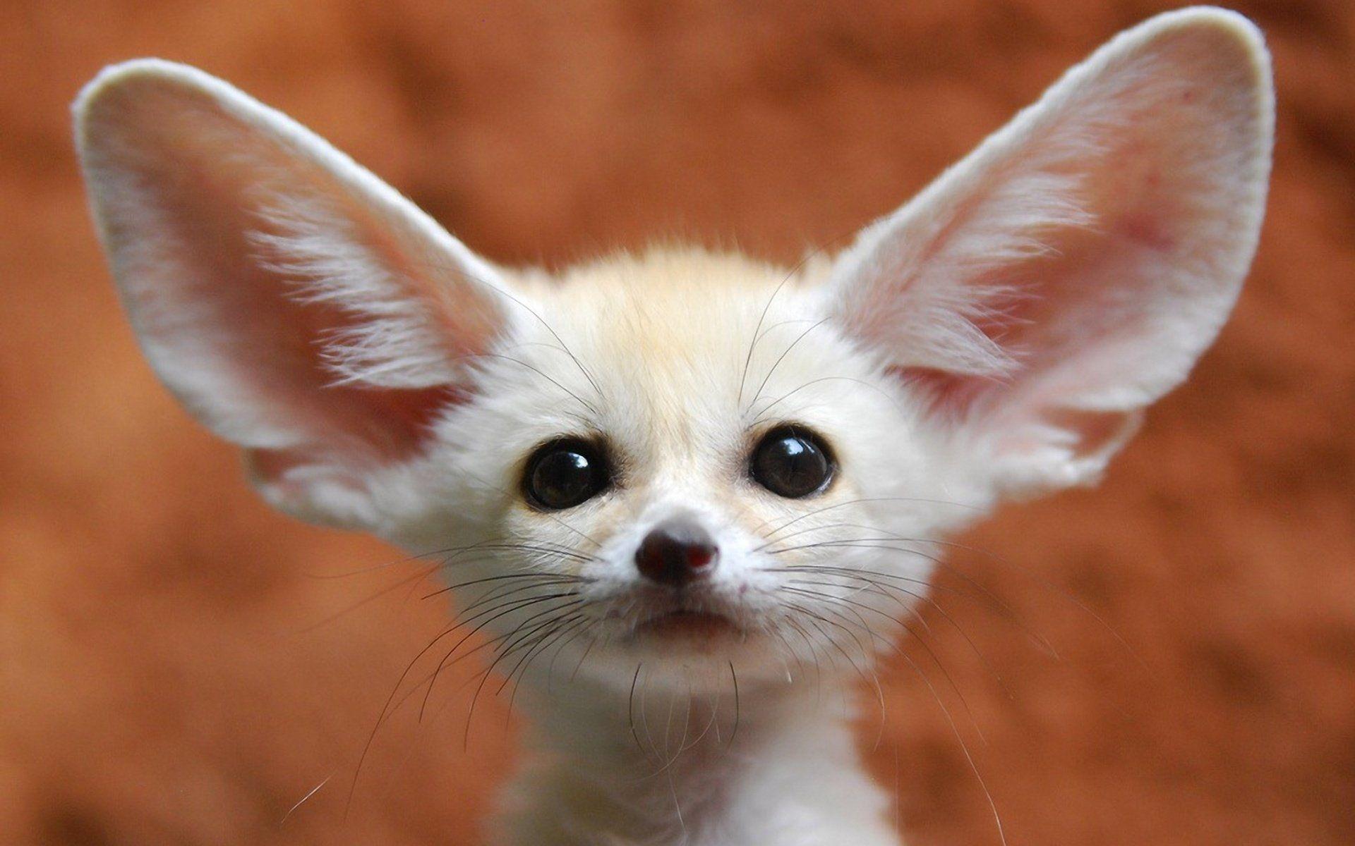 Fennec Fox Background