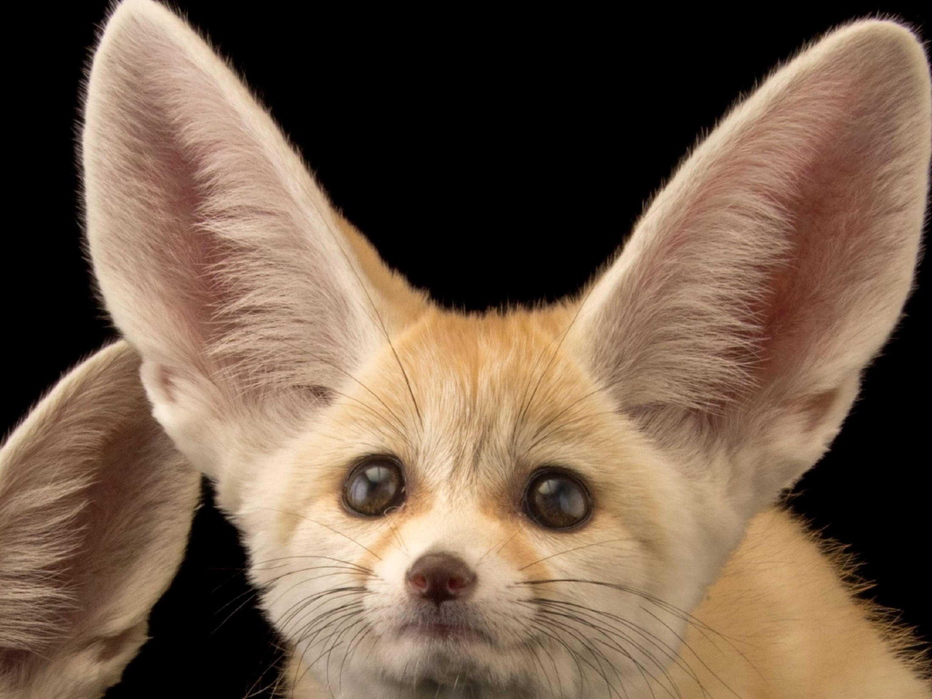 Fennec Fox Background