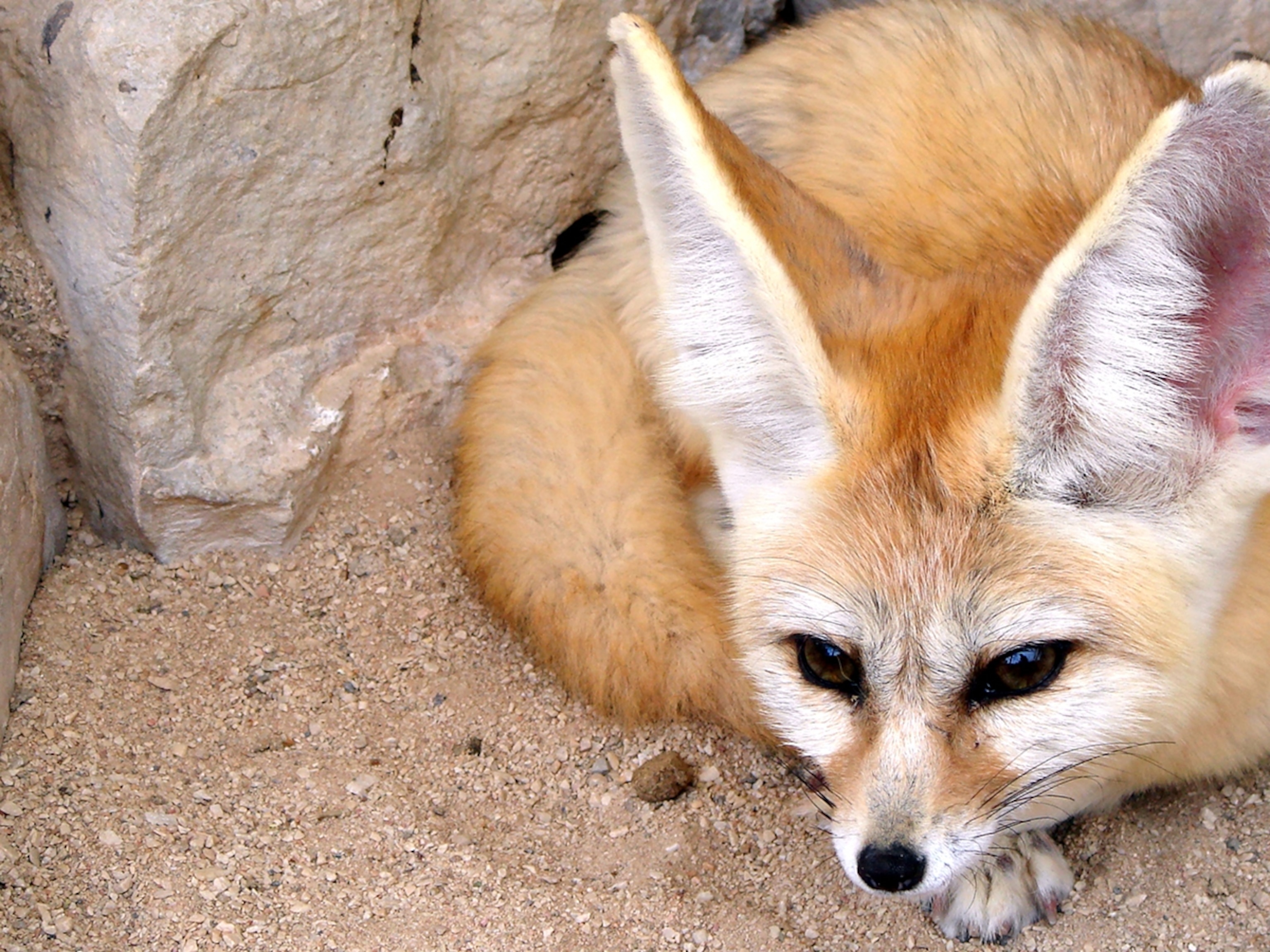 Fennec Fox Background