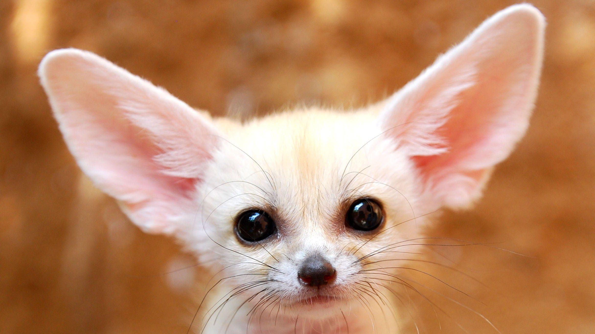 Fennec Fox Background