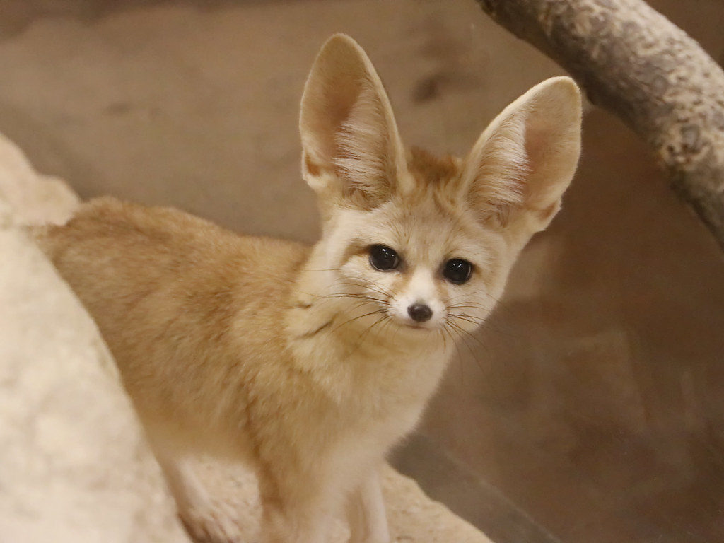 Fennec Fox Background