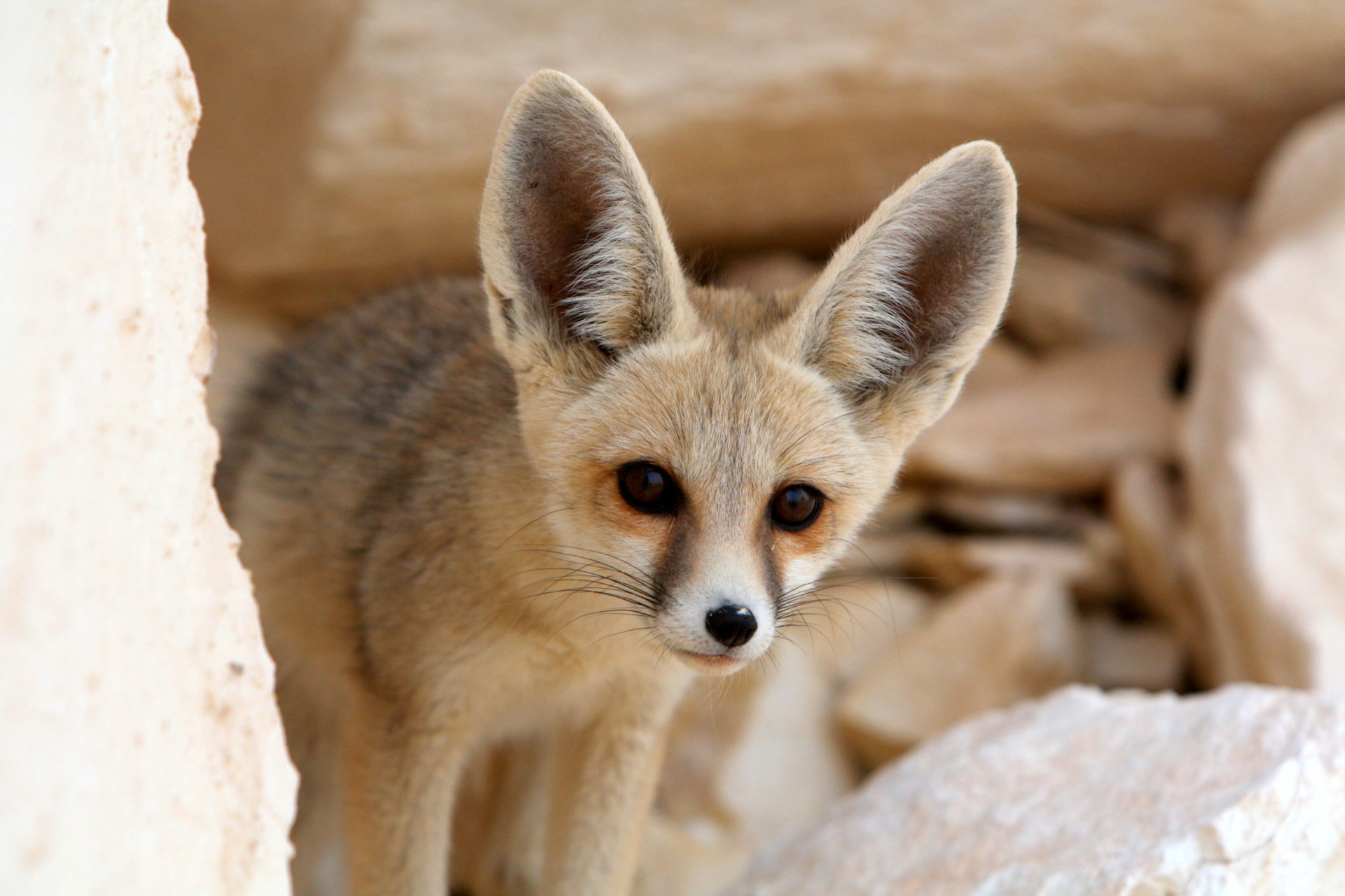 Fennec Fox Background