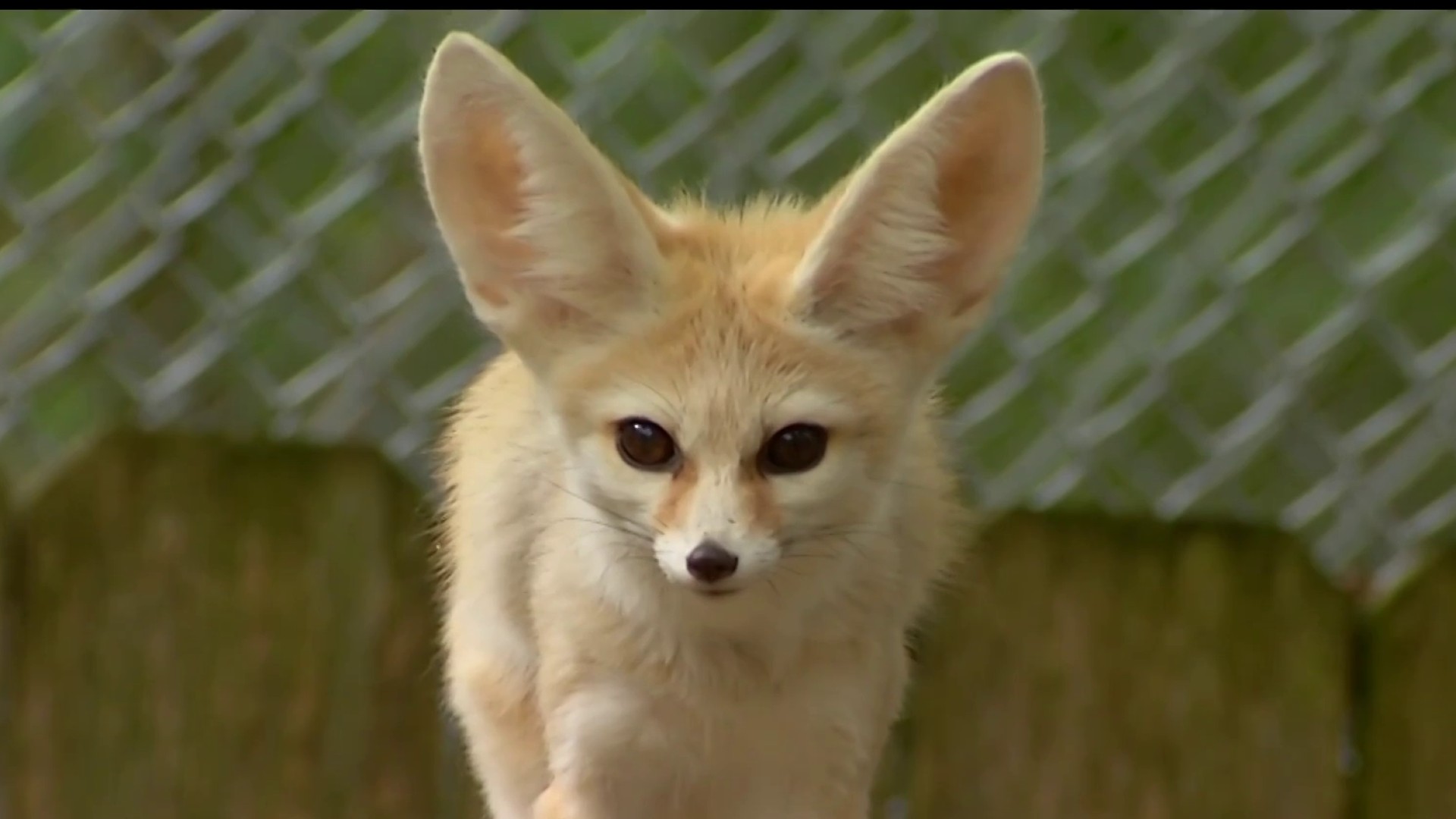 Fennec Fox Background