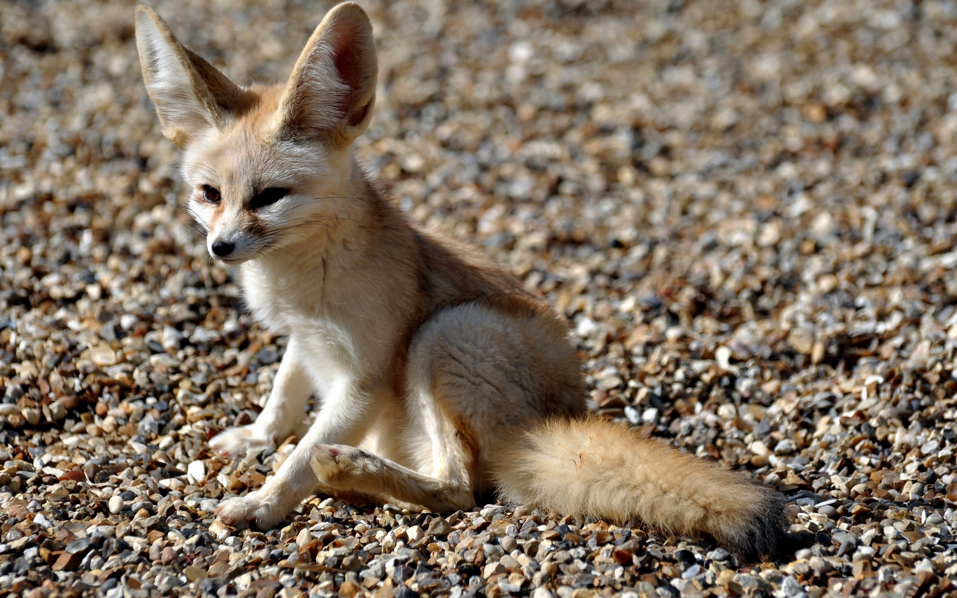 Fennec Fox Background