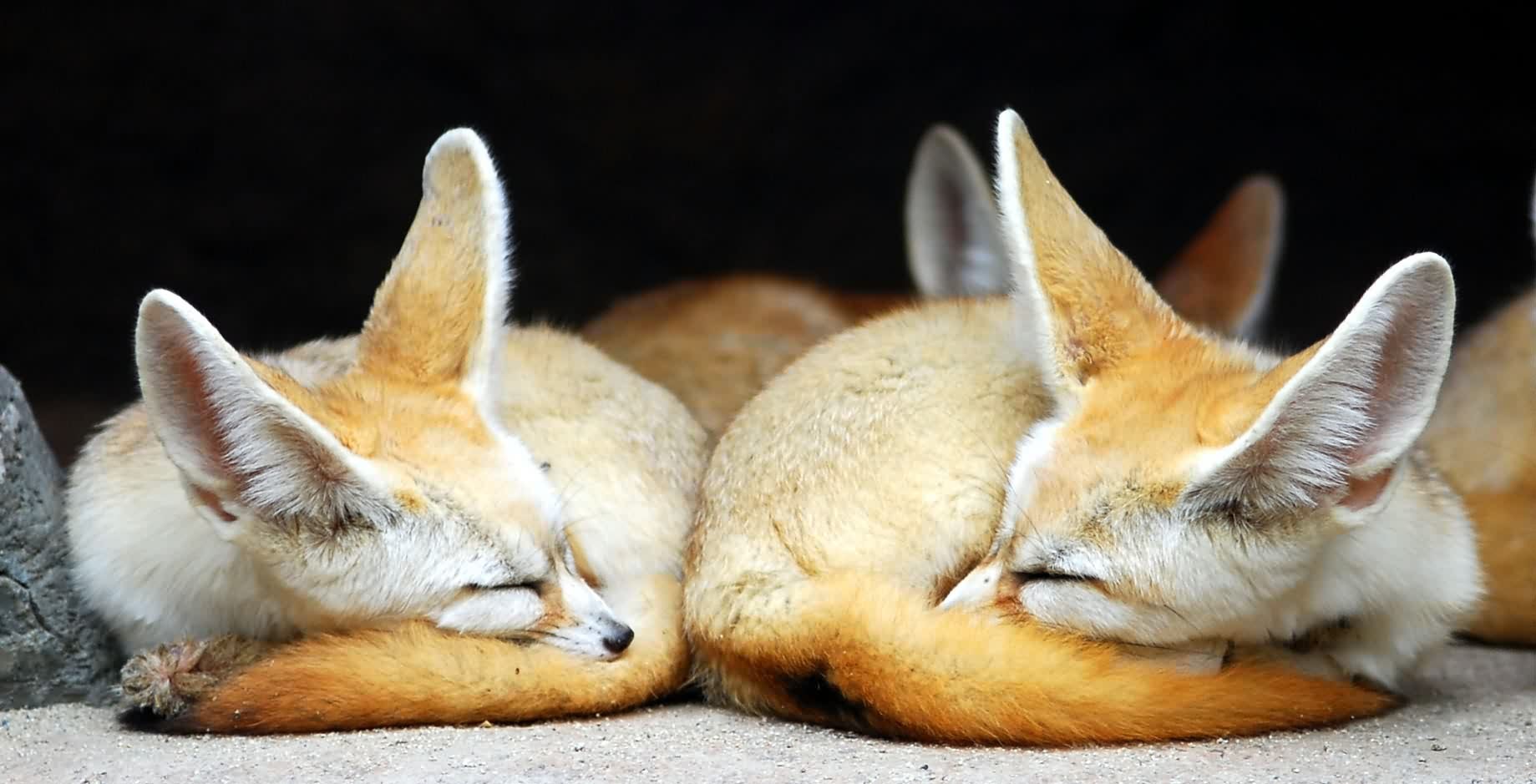 Fennec Fox Background