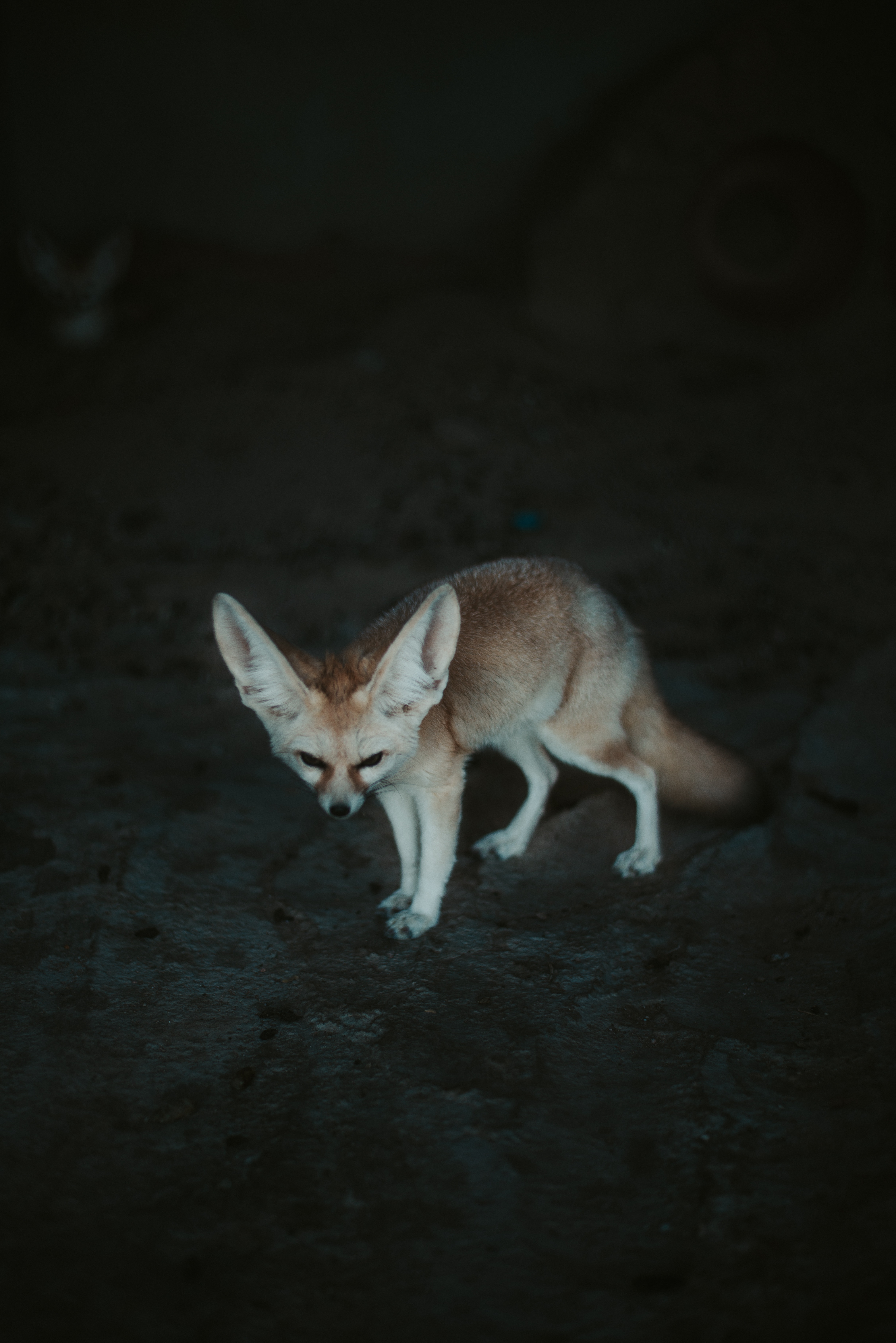 Fennec Fox Background