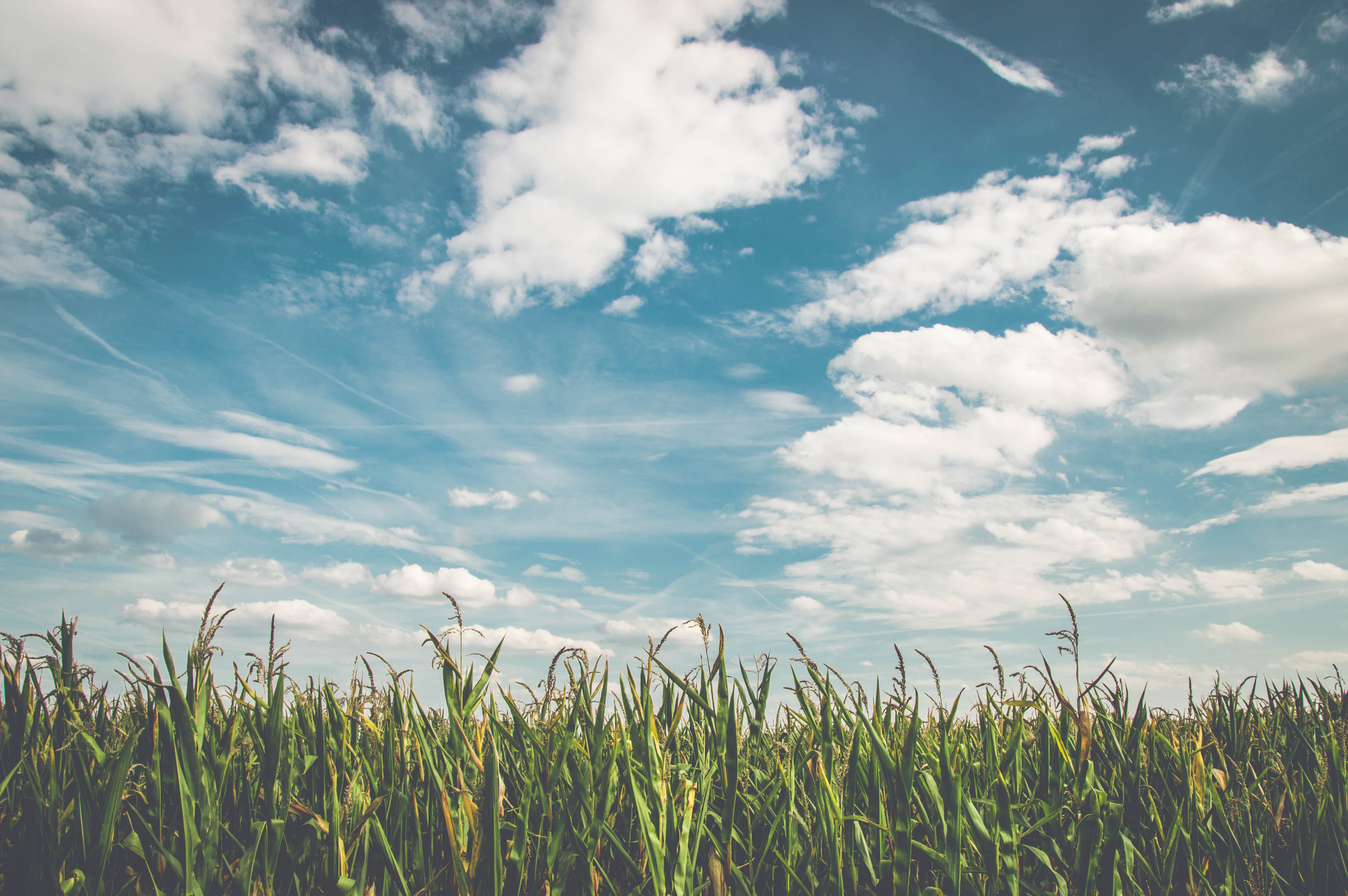 Field And Sky Background