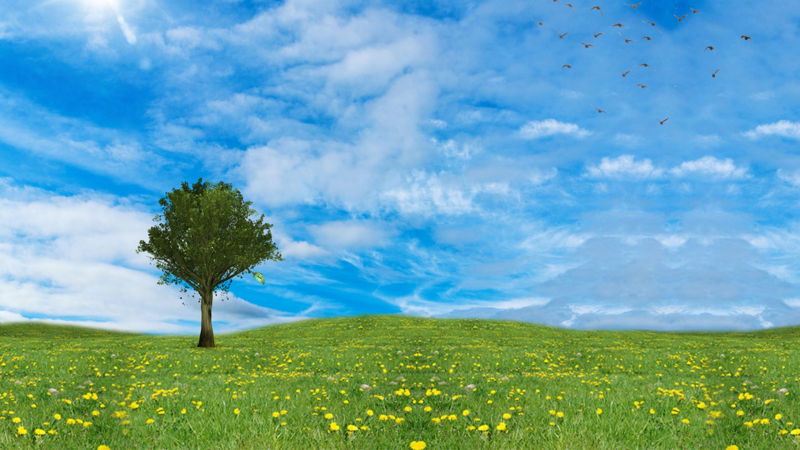 Field And Sky Background