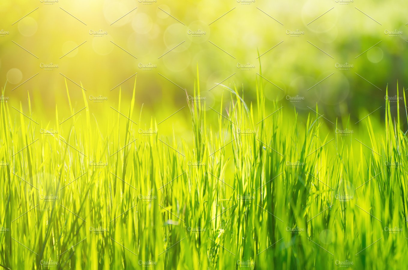 Field Of Grass Background