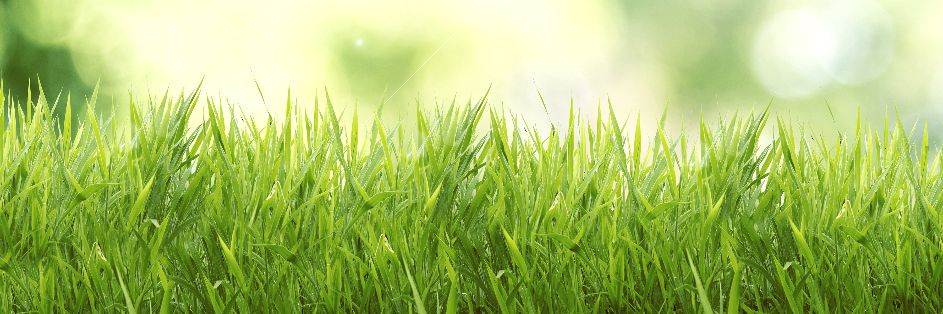 Field Of Grass Background